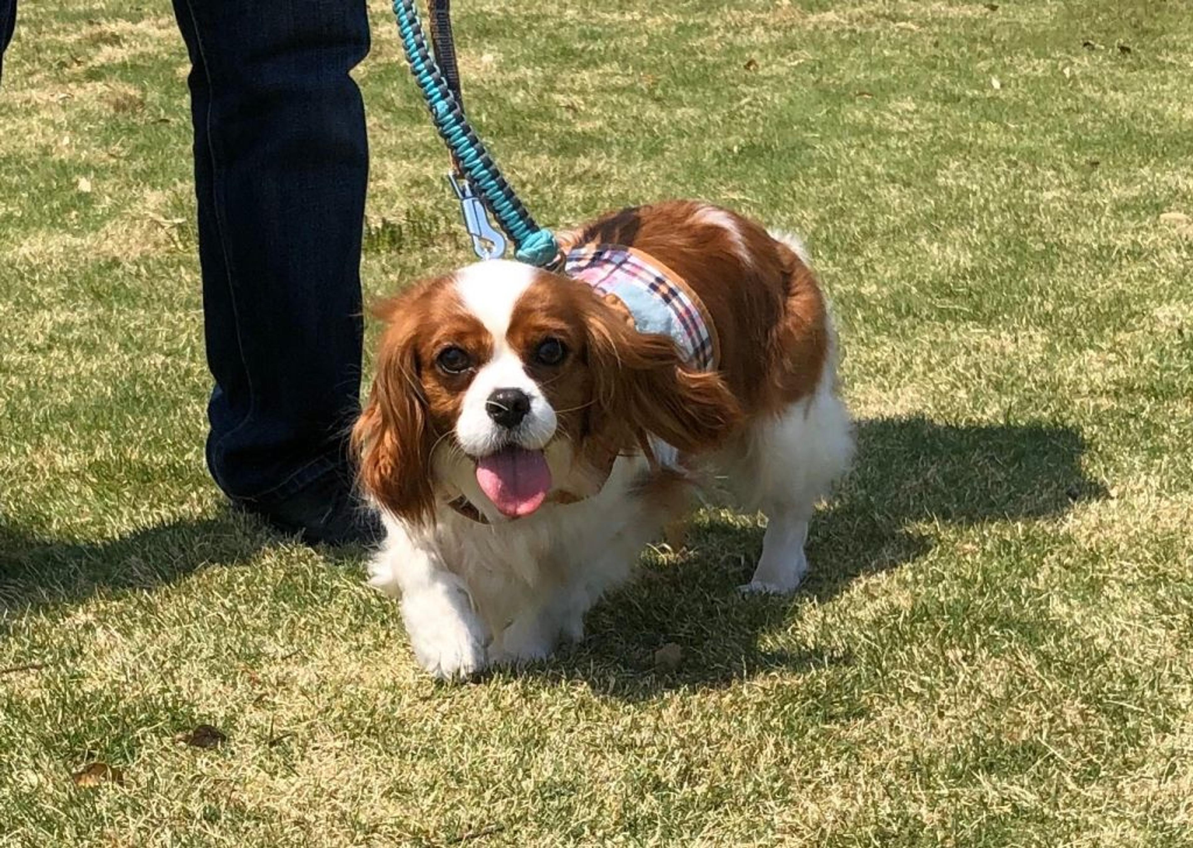 pet-image-6