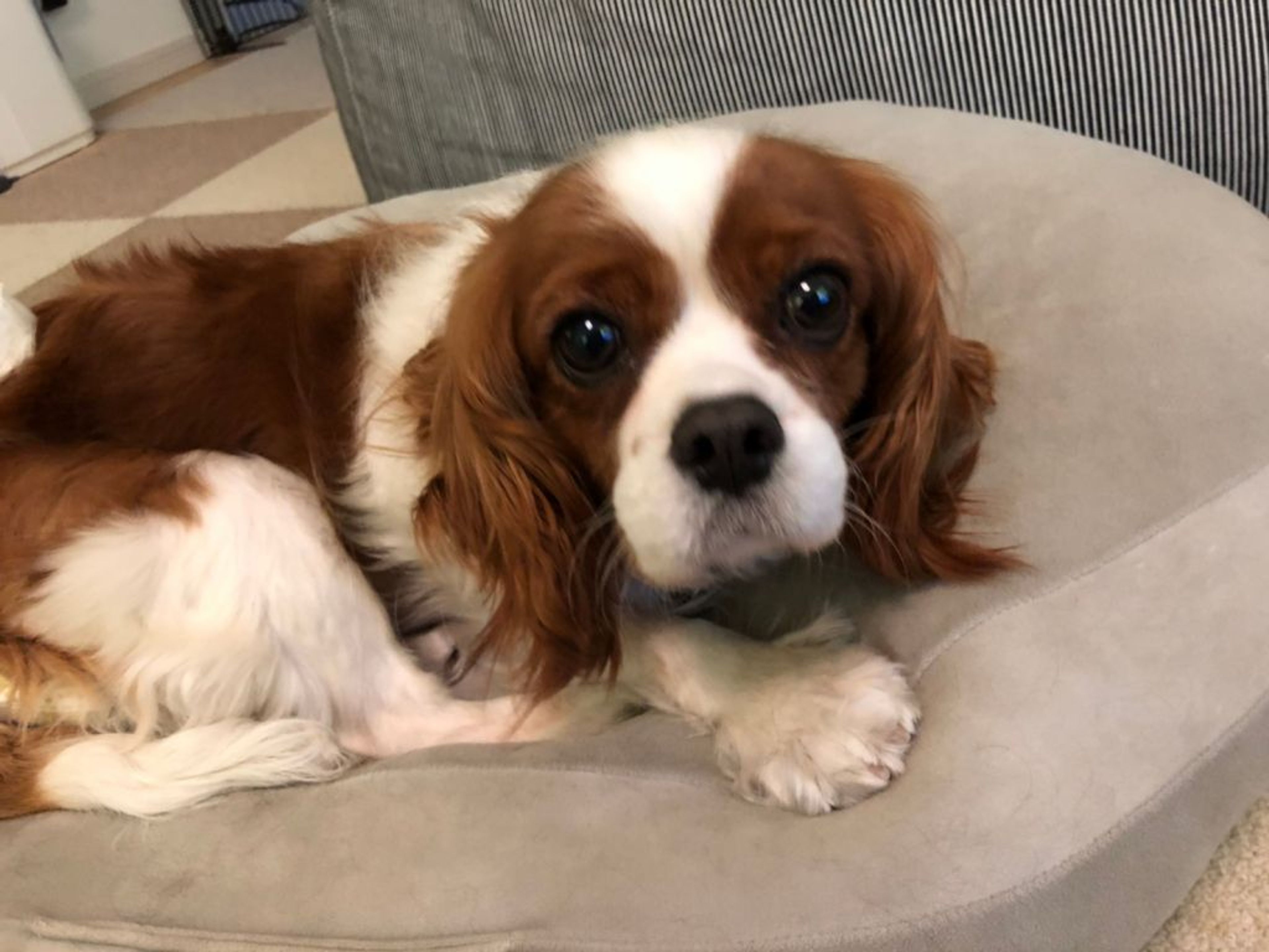 pet-image-8