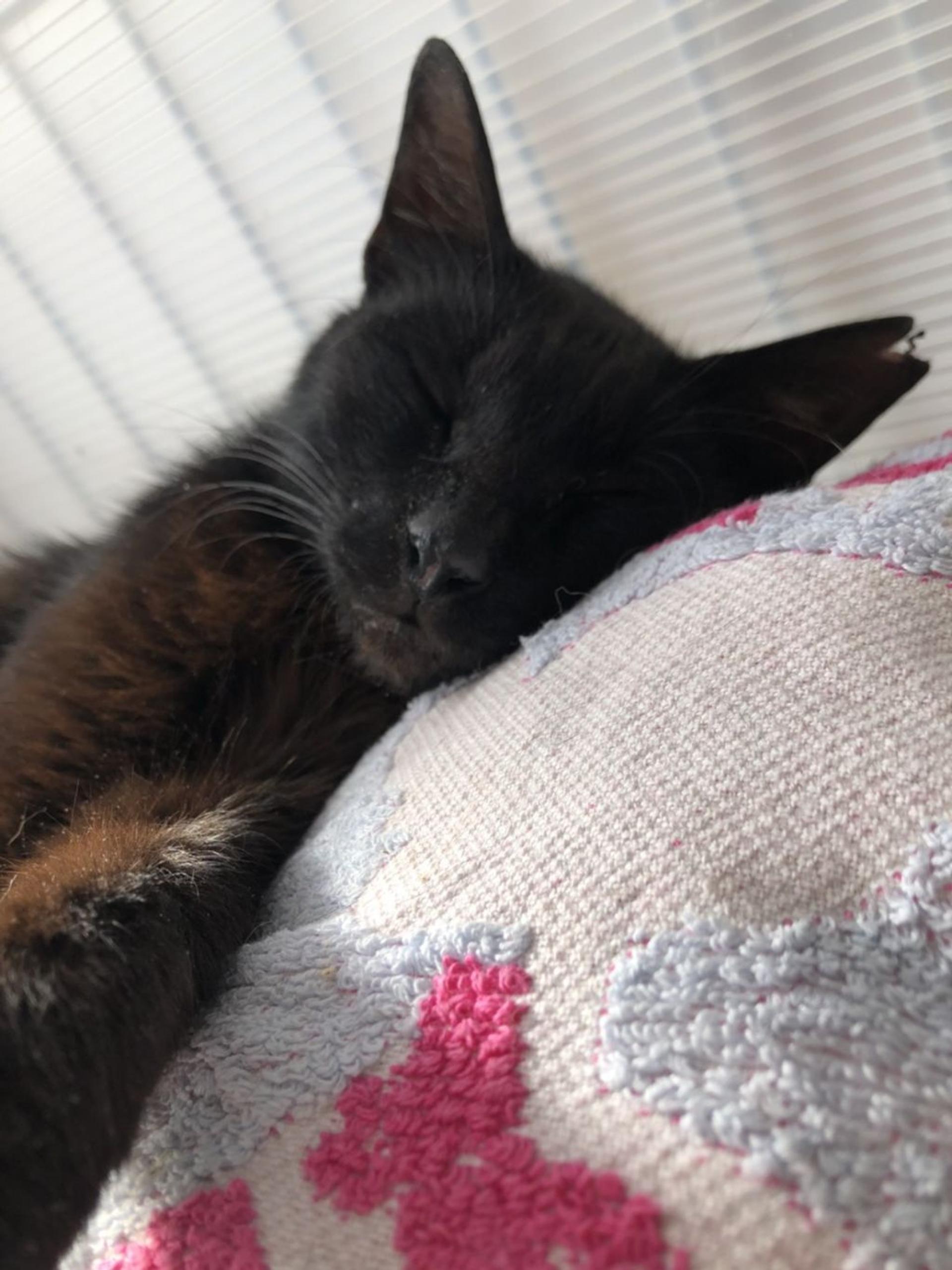 pet-image-2