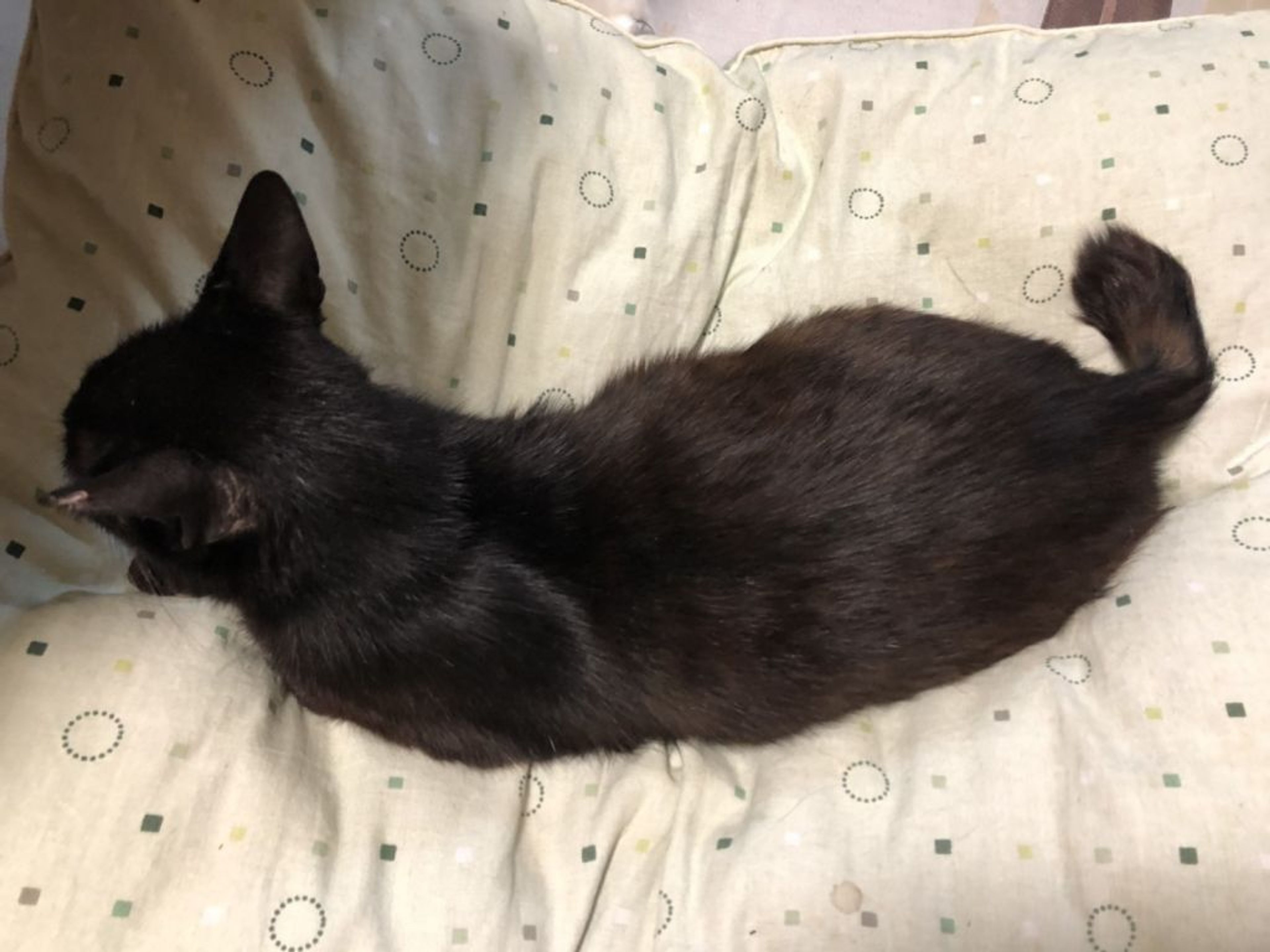 pet-image-4