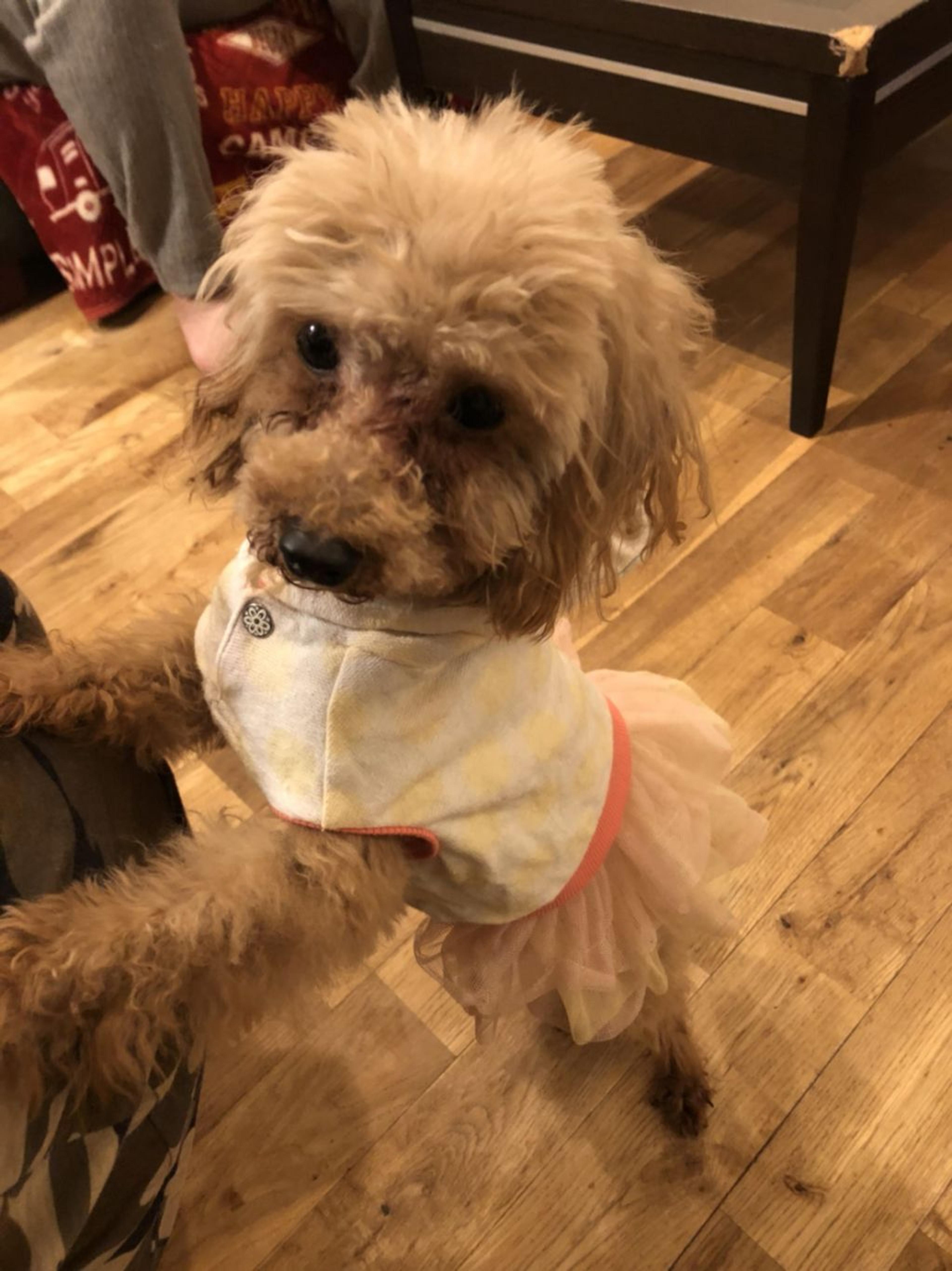 pet-image-2