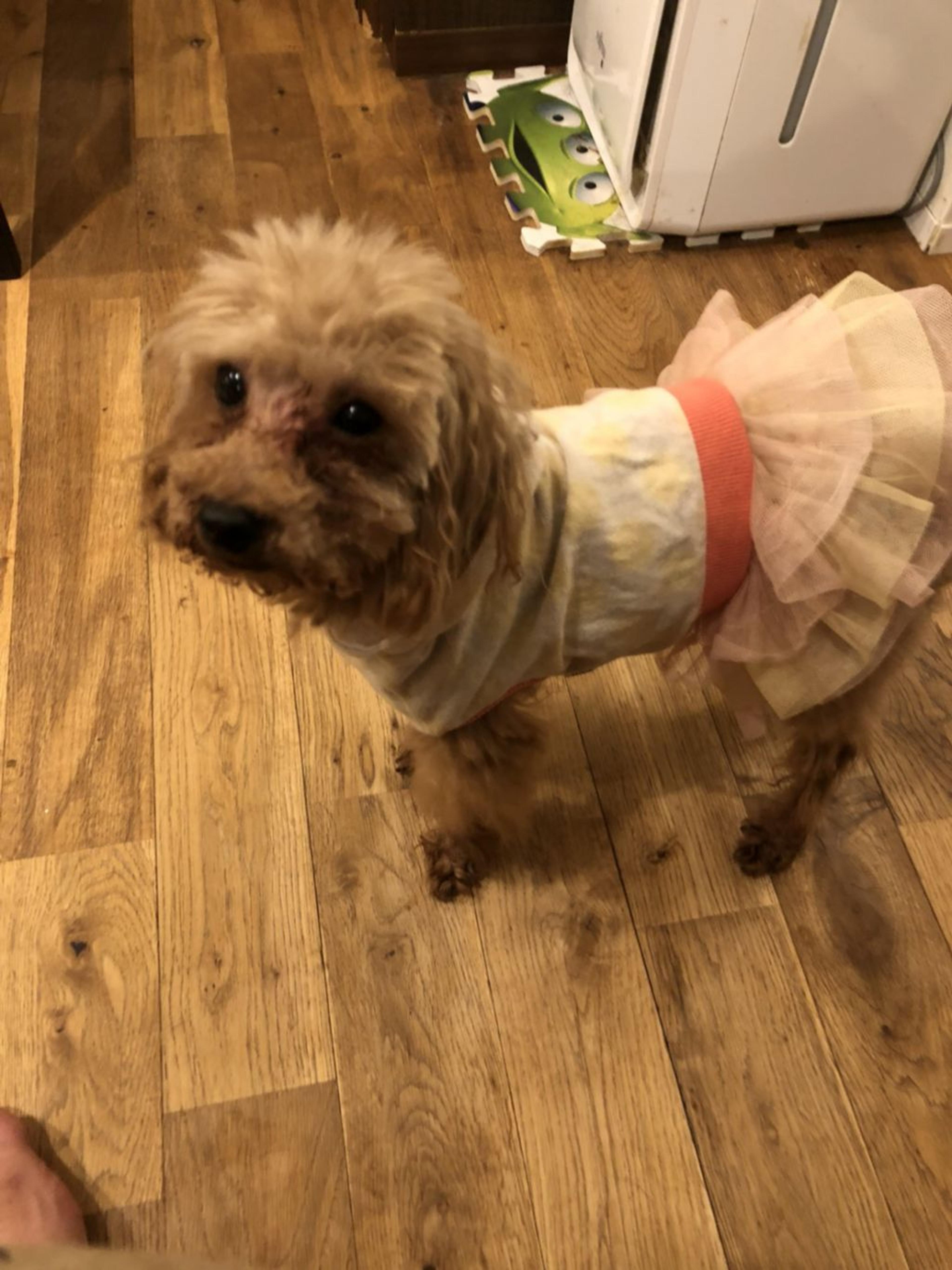 pet-image-3