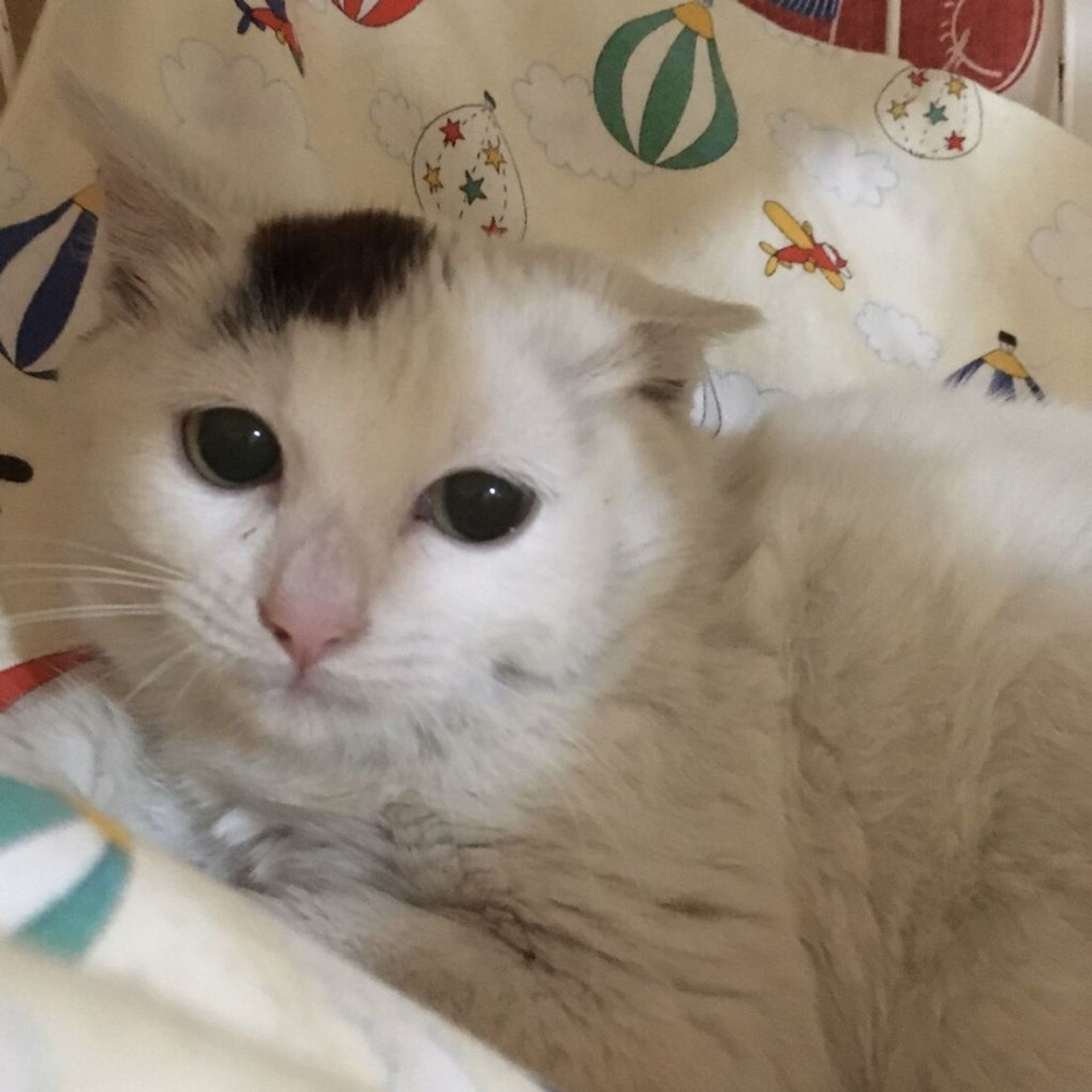 雑種（ミックス猫）・メスの里親募集の写真