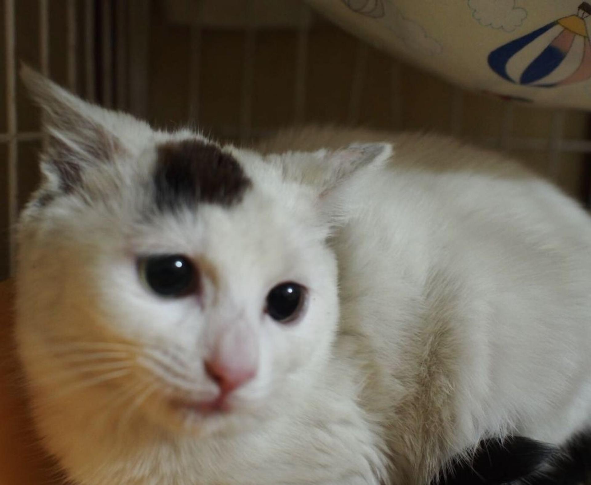 pet-image-3