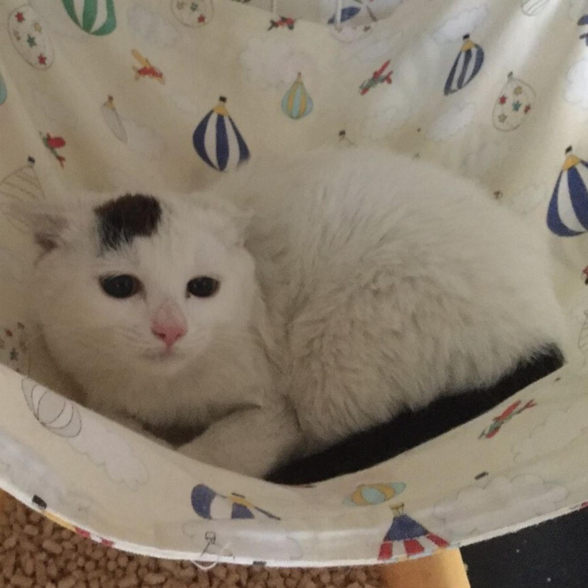 pet-image-4
