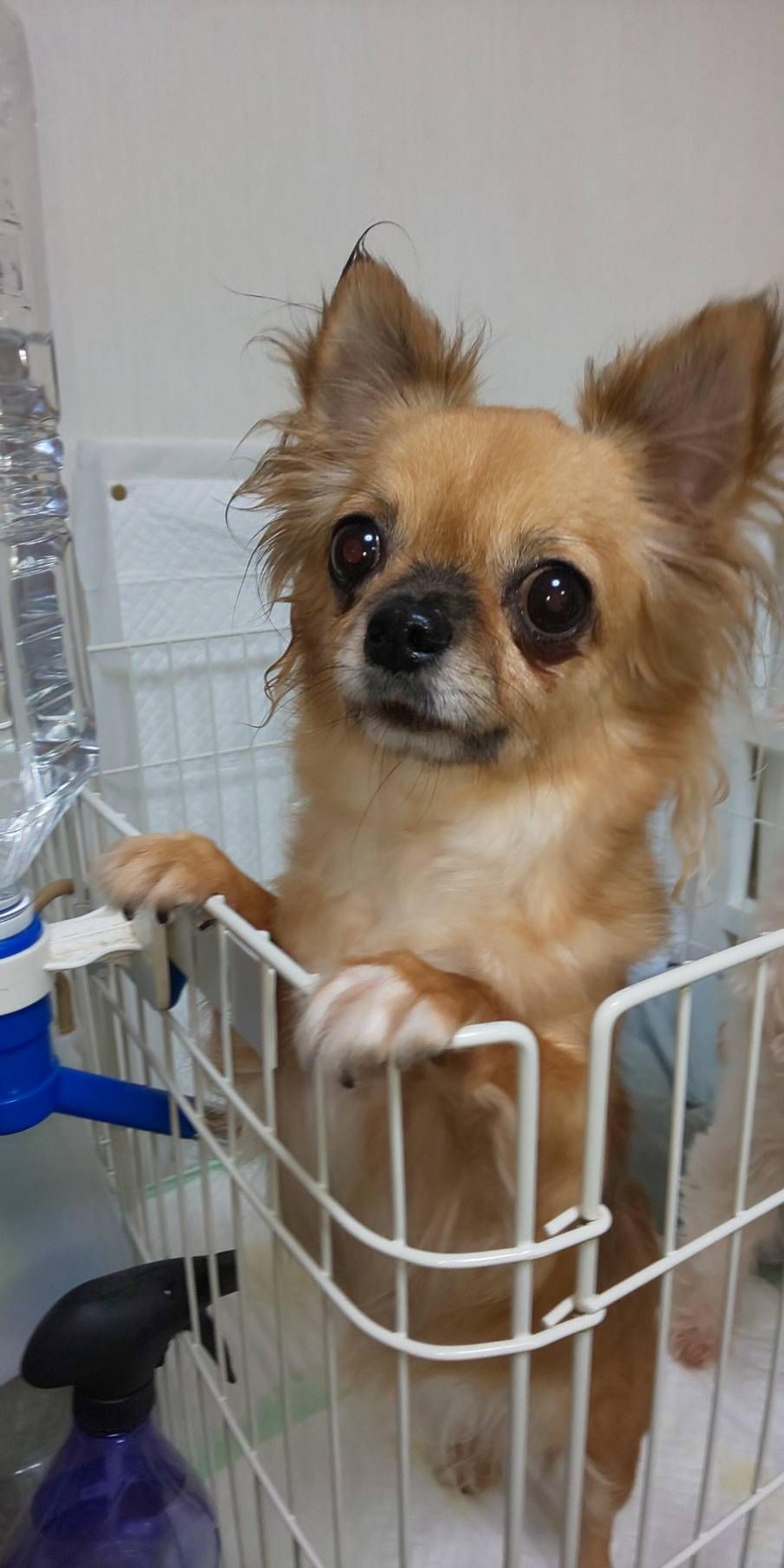 pet-image-4