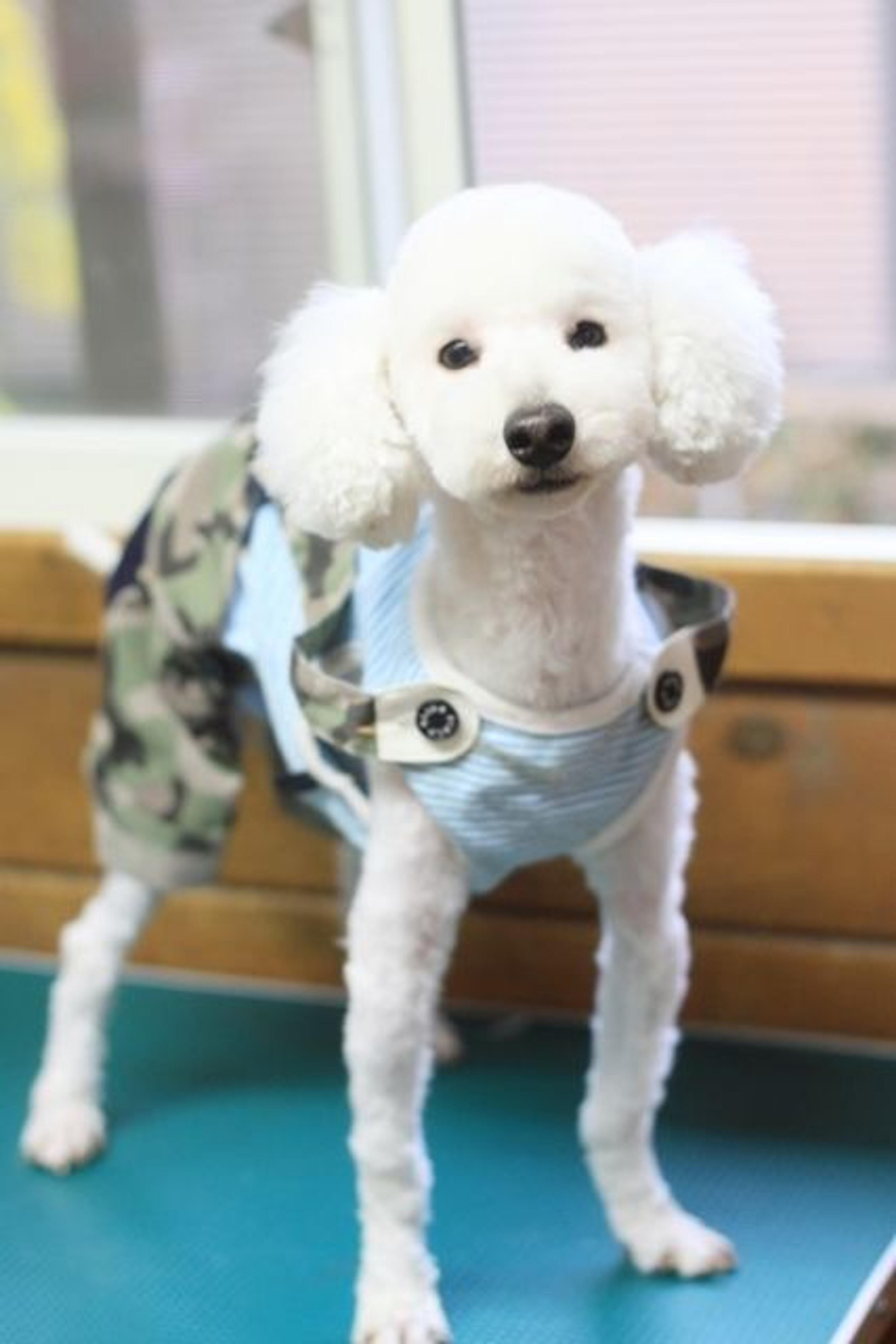 pet-image-2