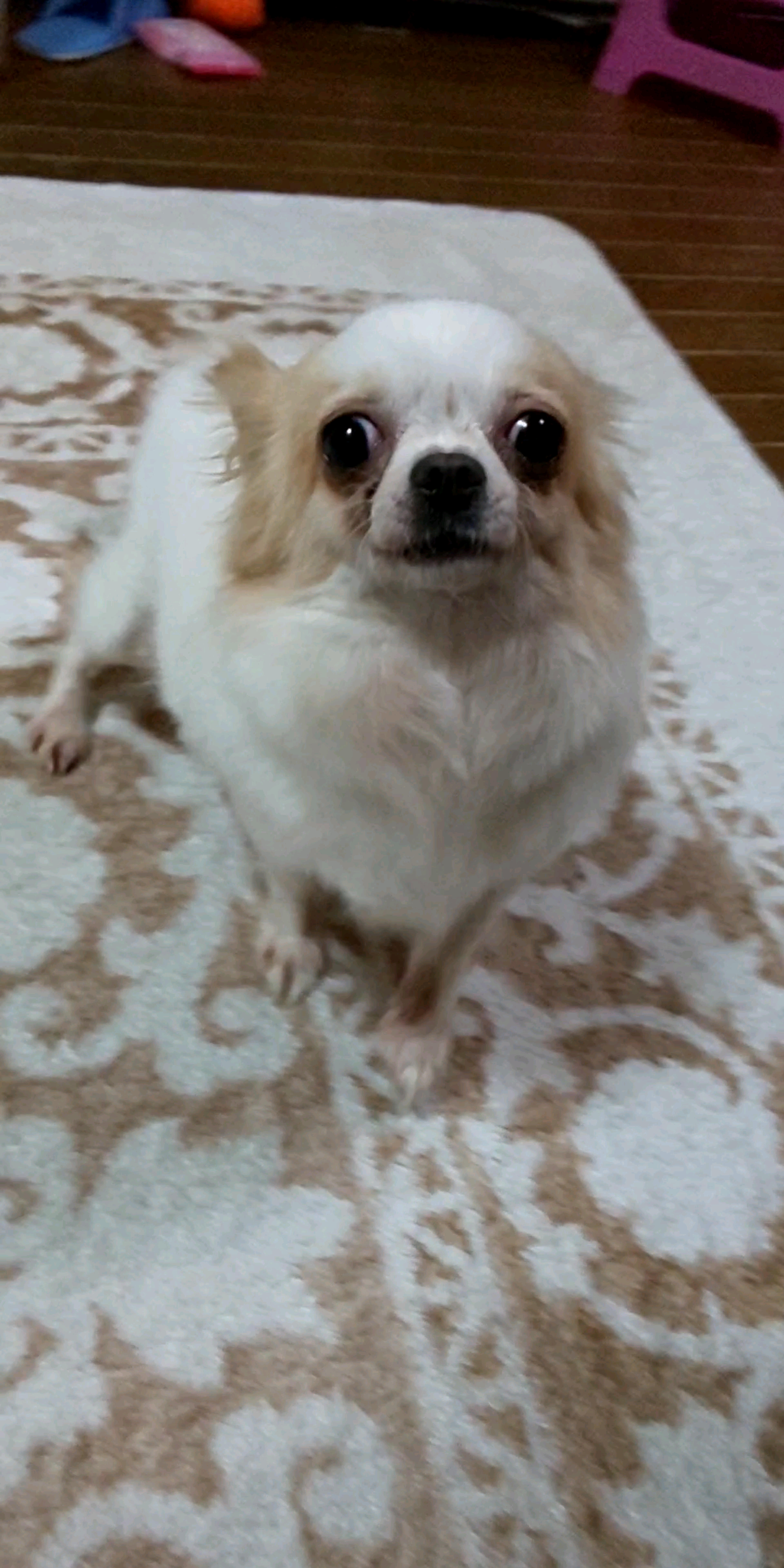 pet-image-2