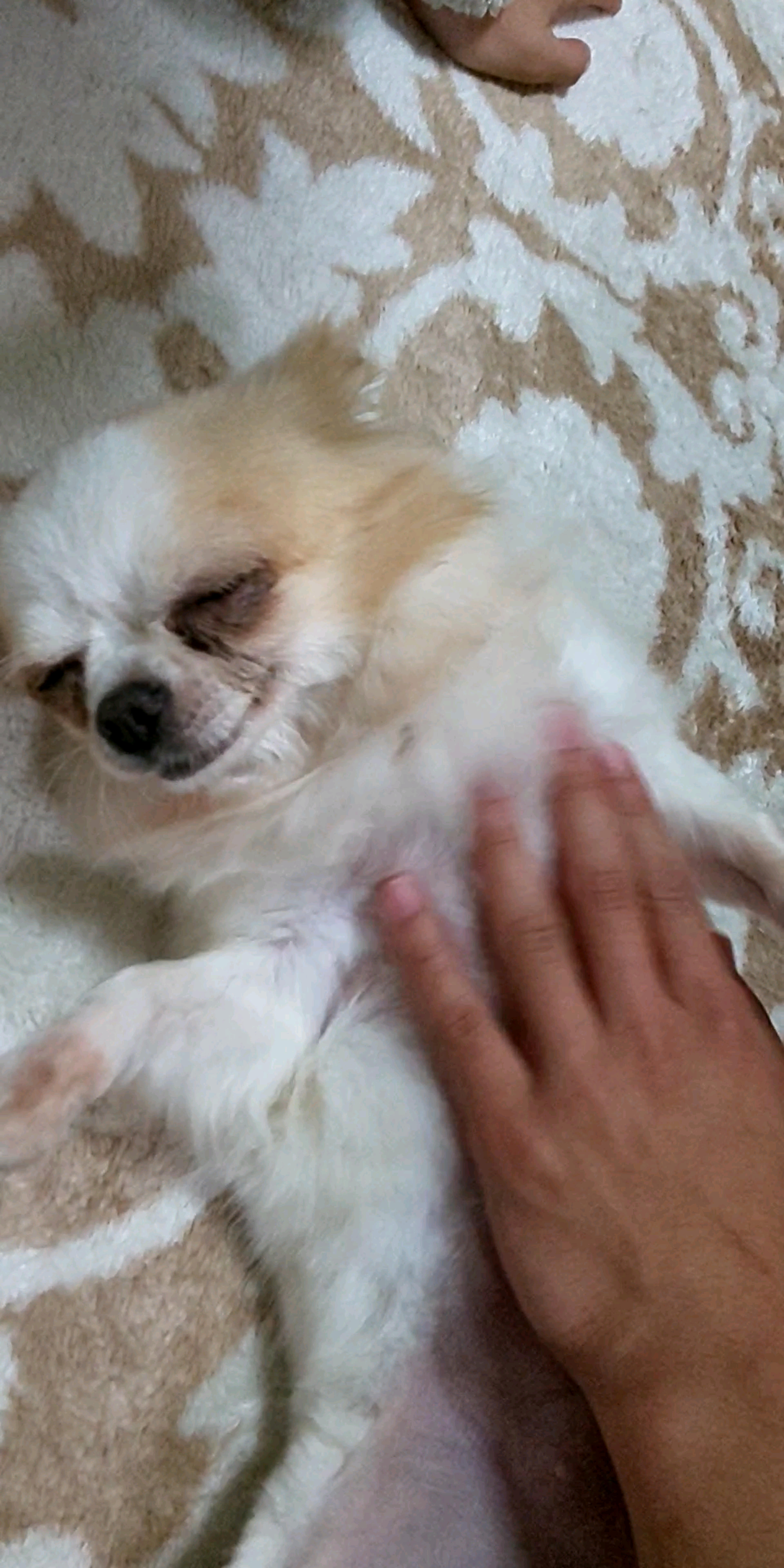 pet-image-3