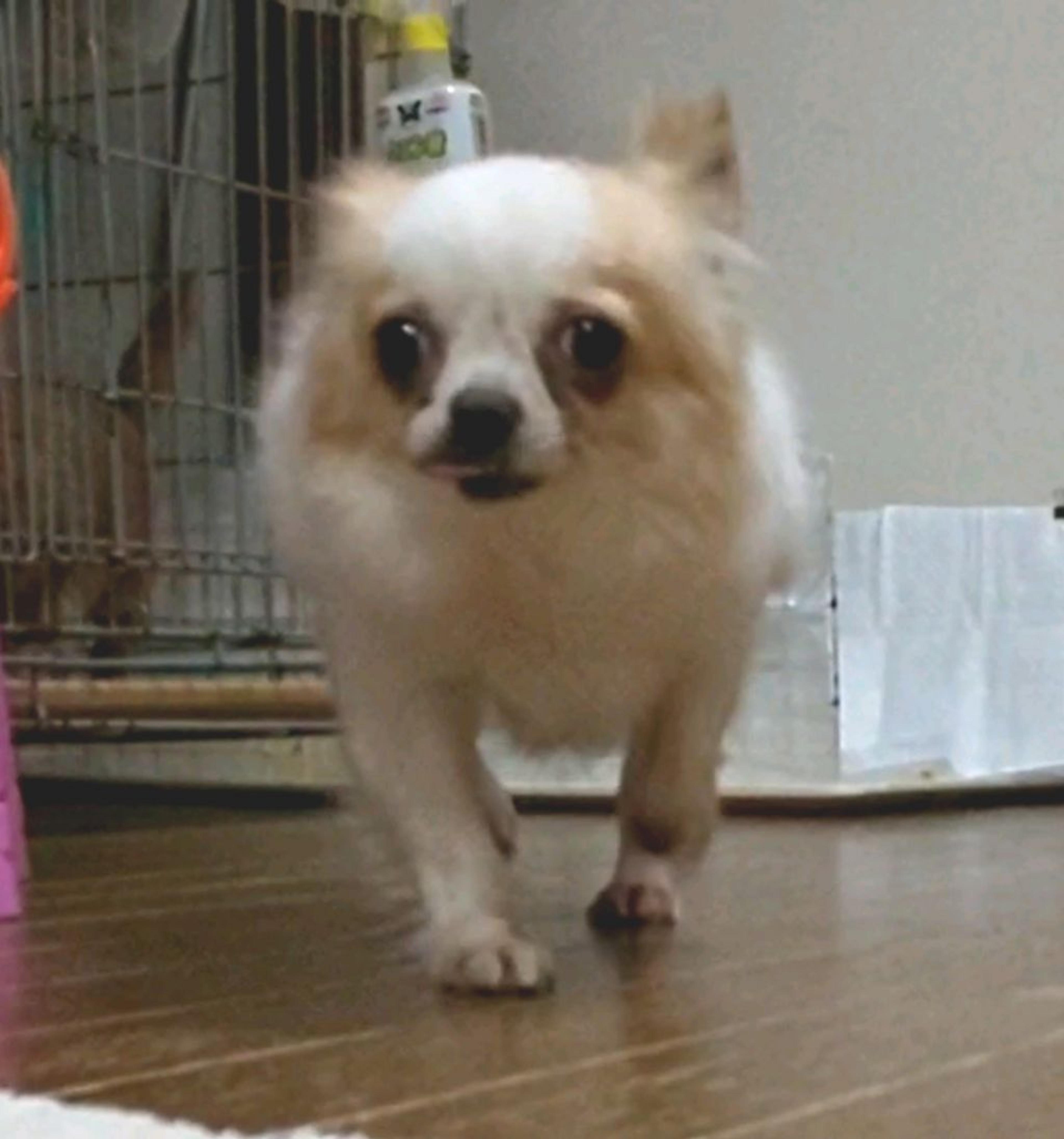pet-image-4