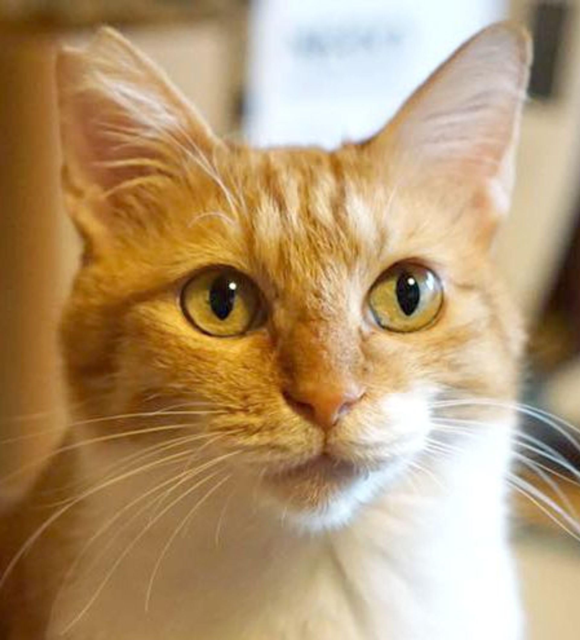 雑種（ミックス猫）・メスの里親募集の写真
