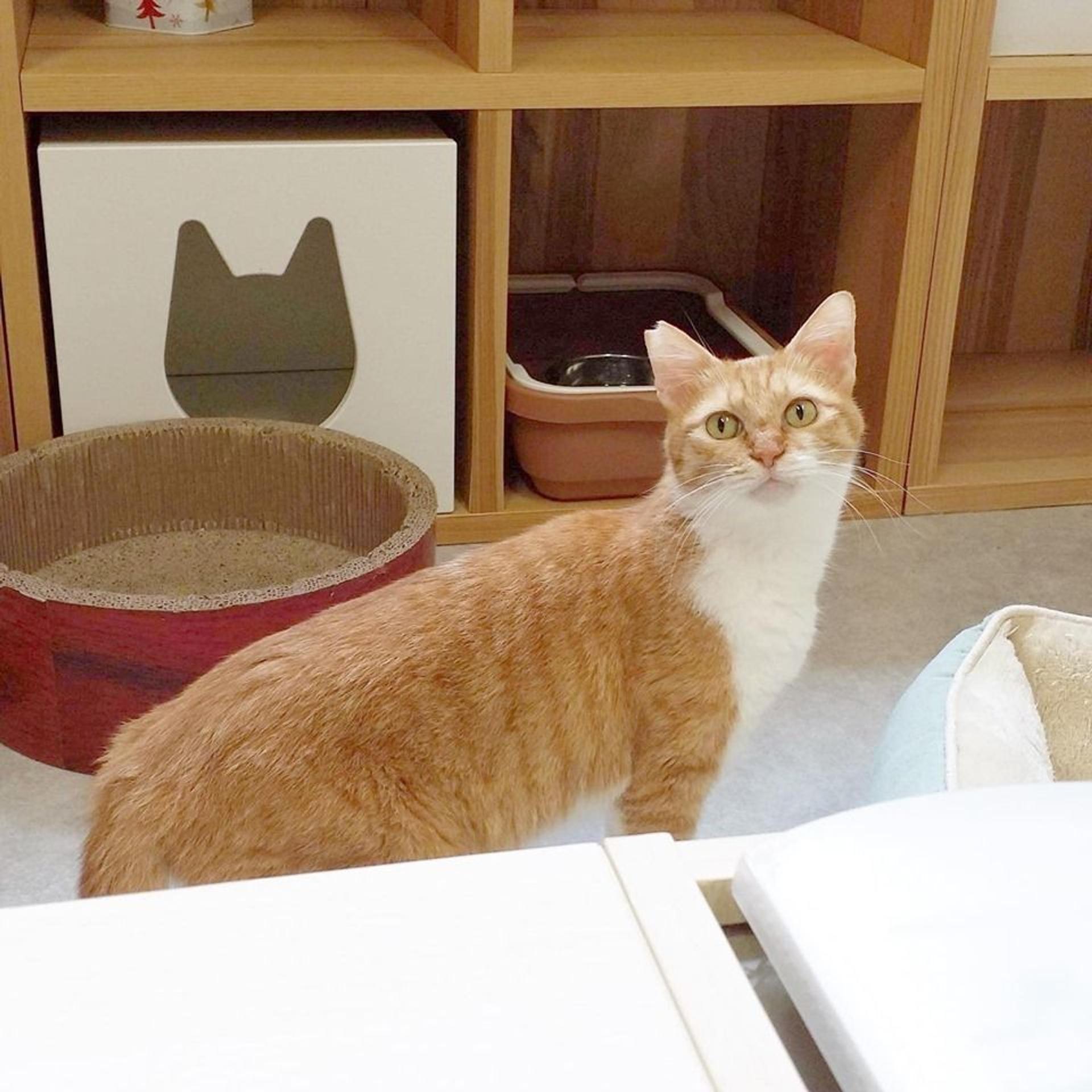 pet-image-6
