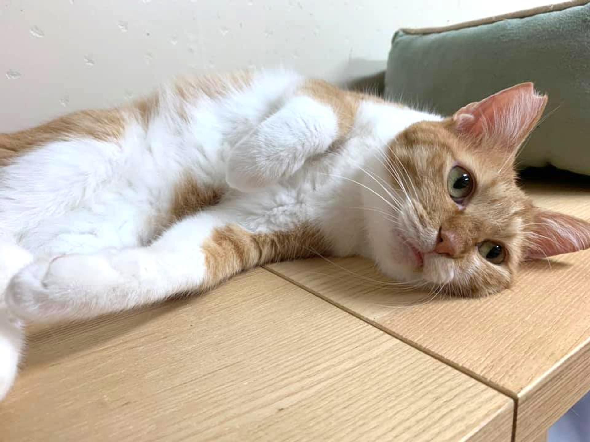 pet-image-8