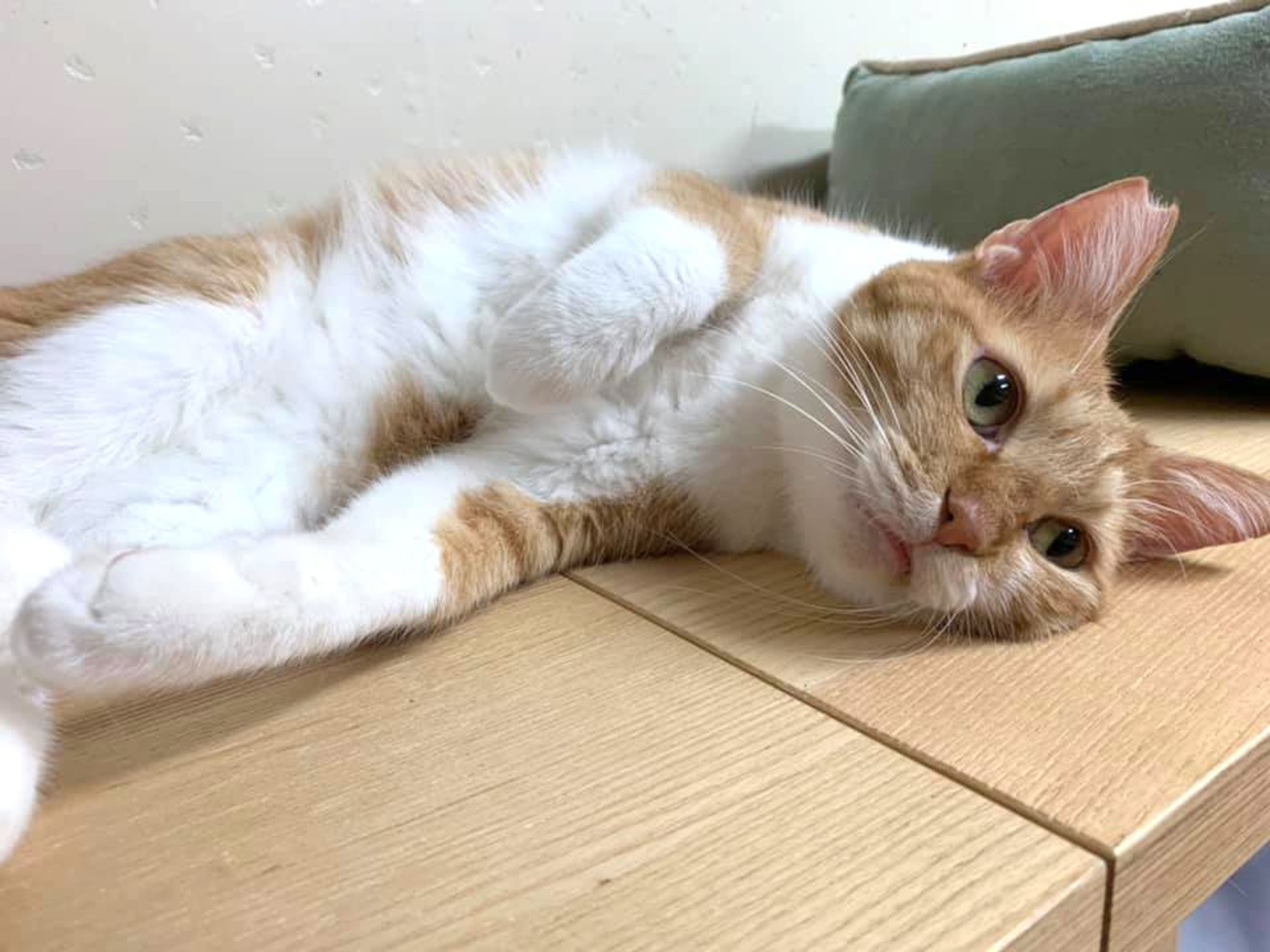 pet-image-8