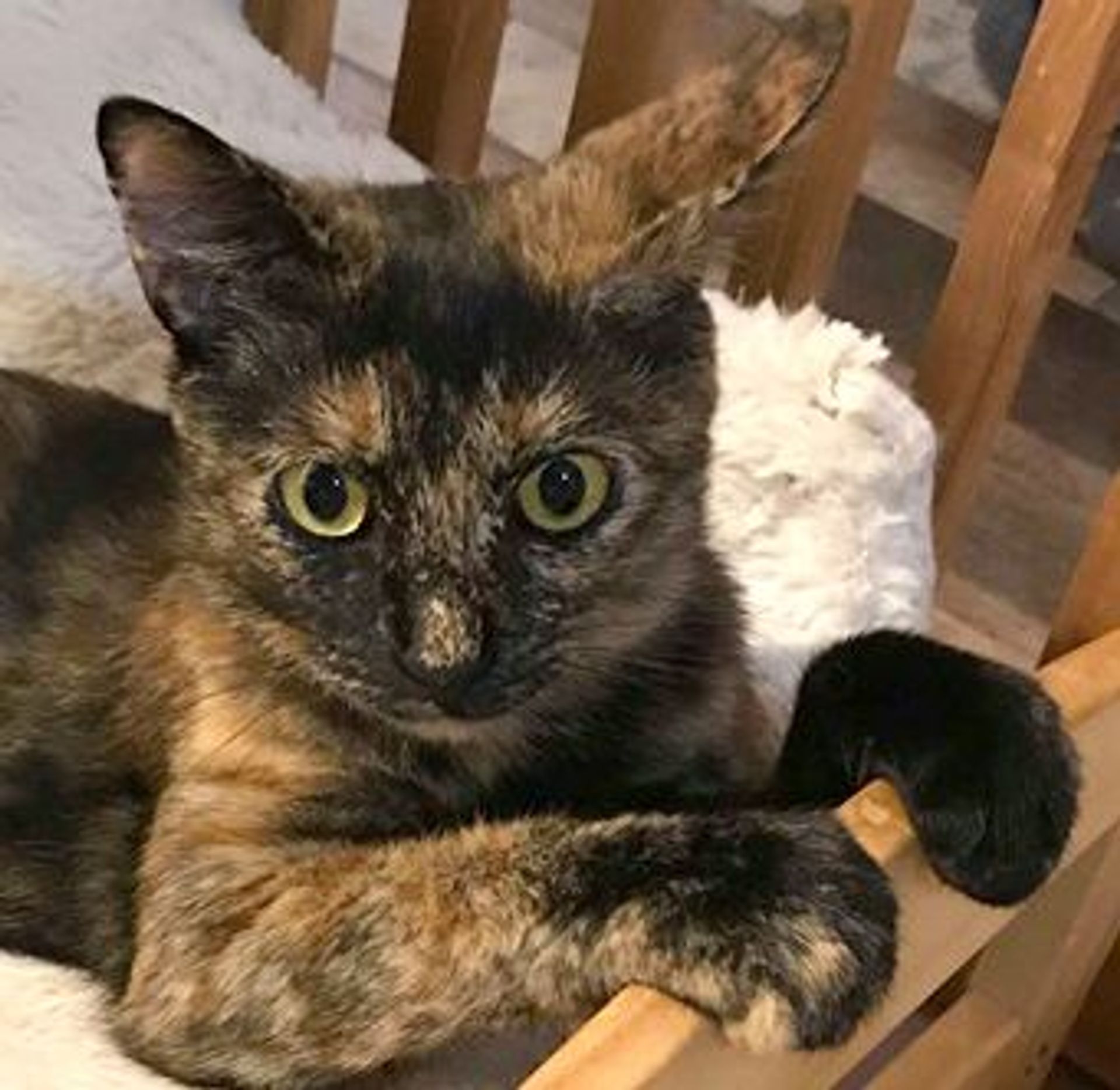 雑種（ミックス猫）・メスの里親募集の写真