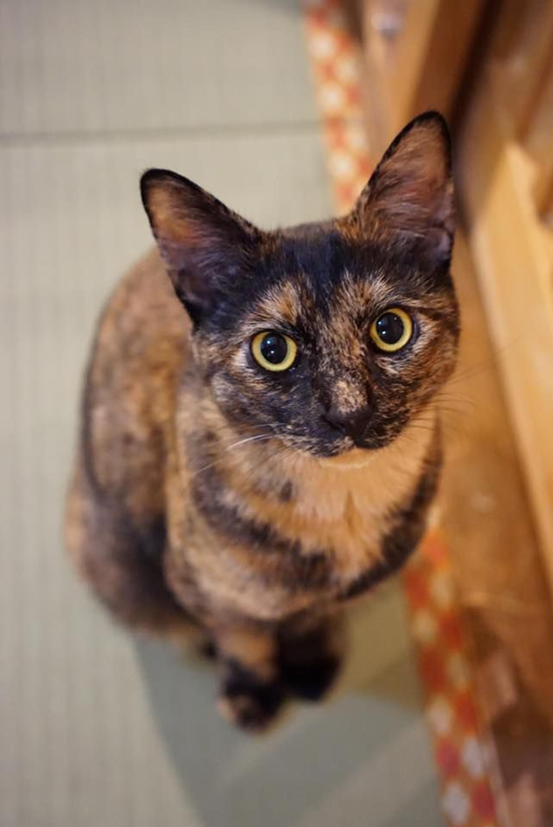 pet-image-2