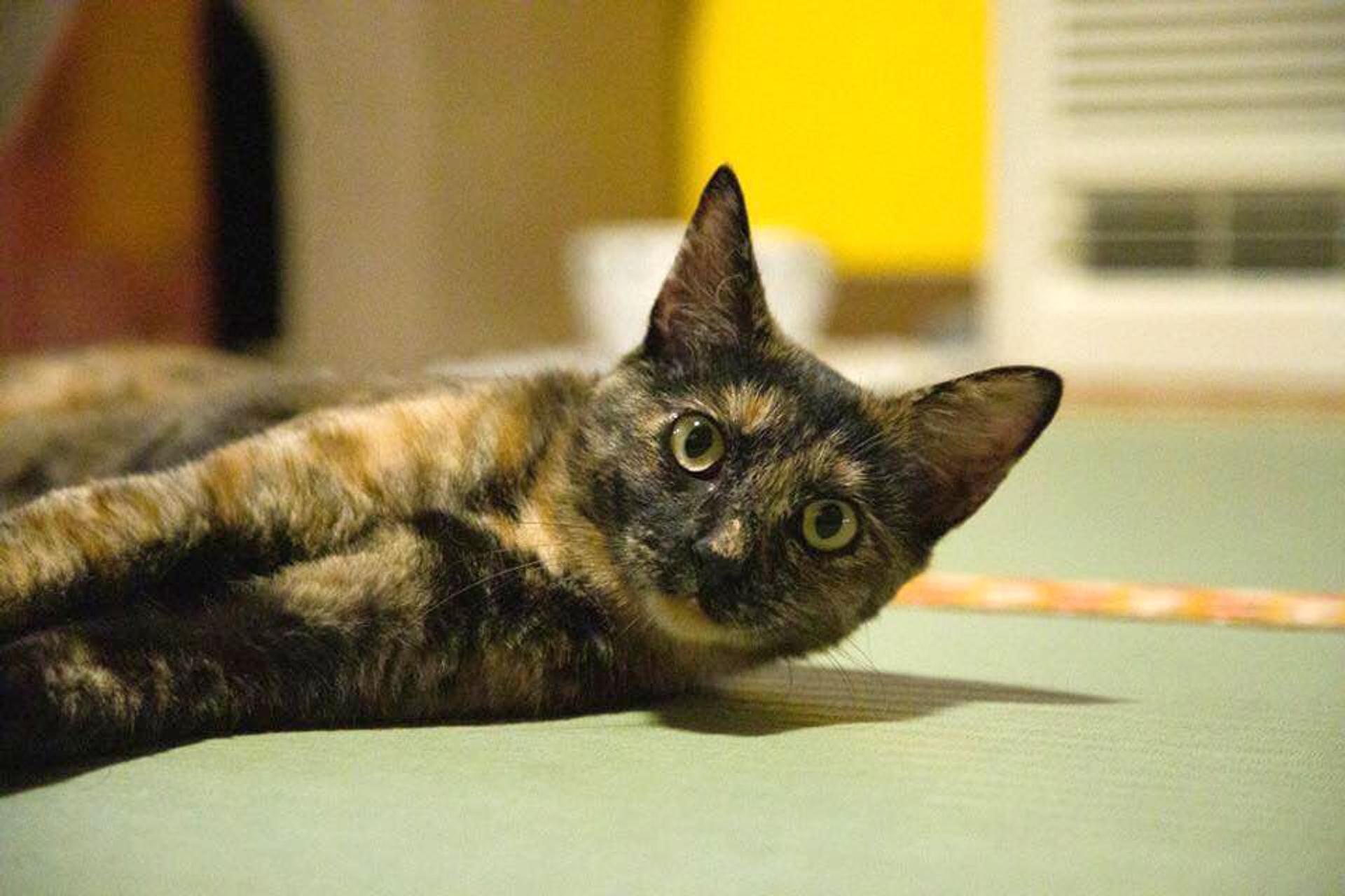 pet-image-5