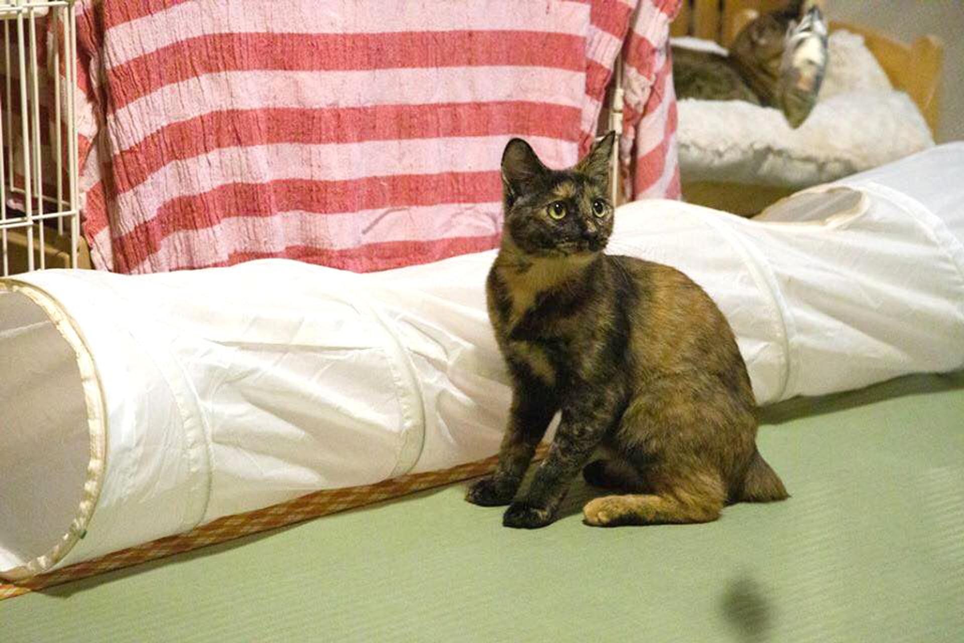 pet-image-7