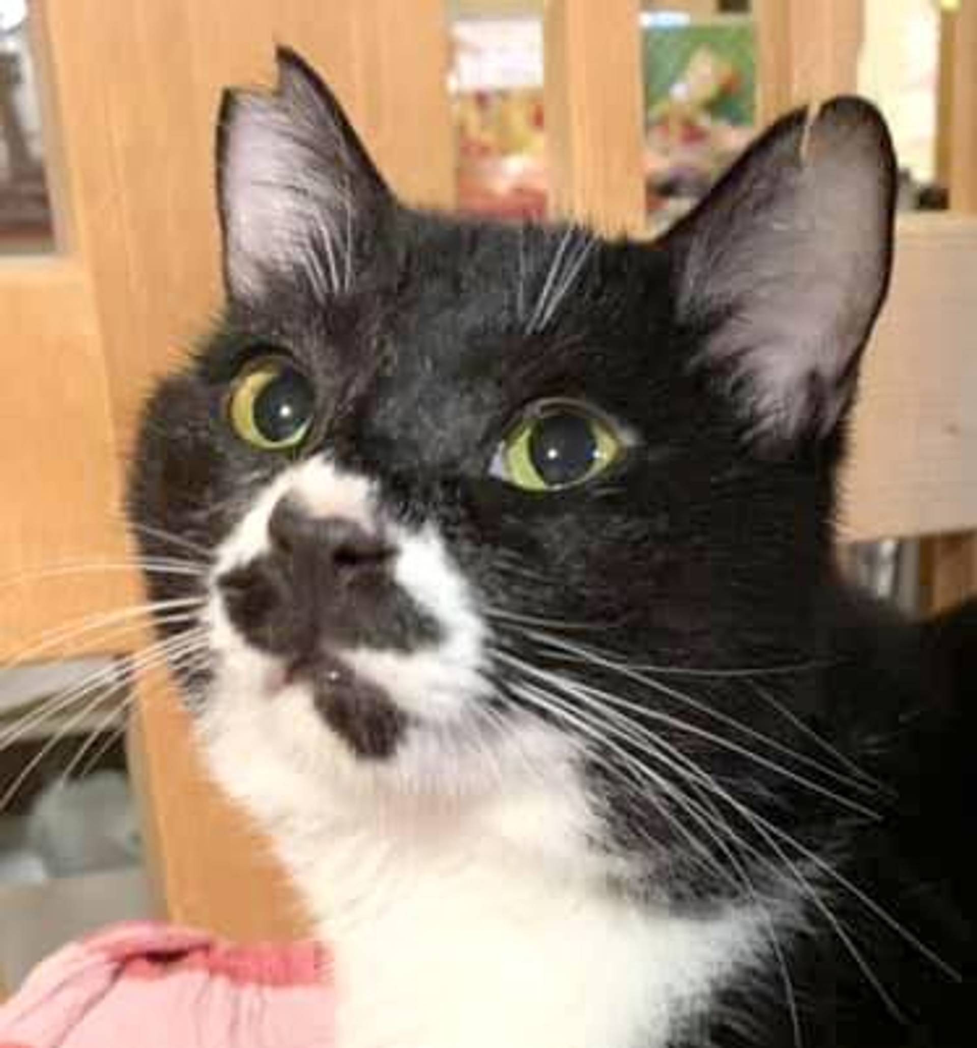 雑種（ミックス猫）・オスの里親募集の写真