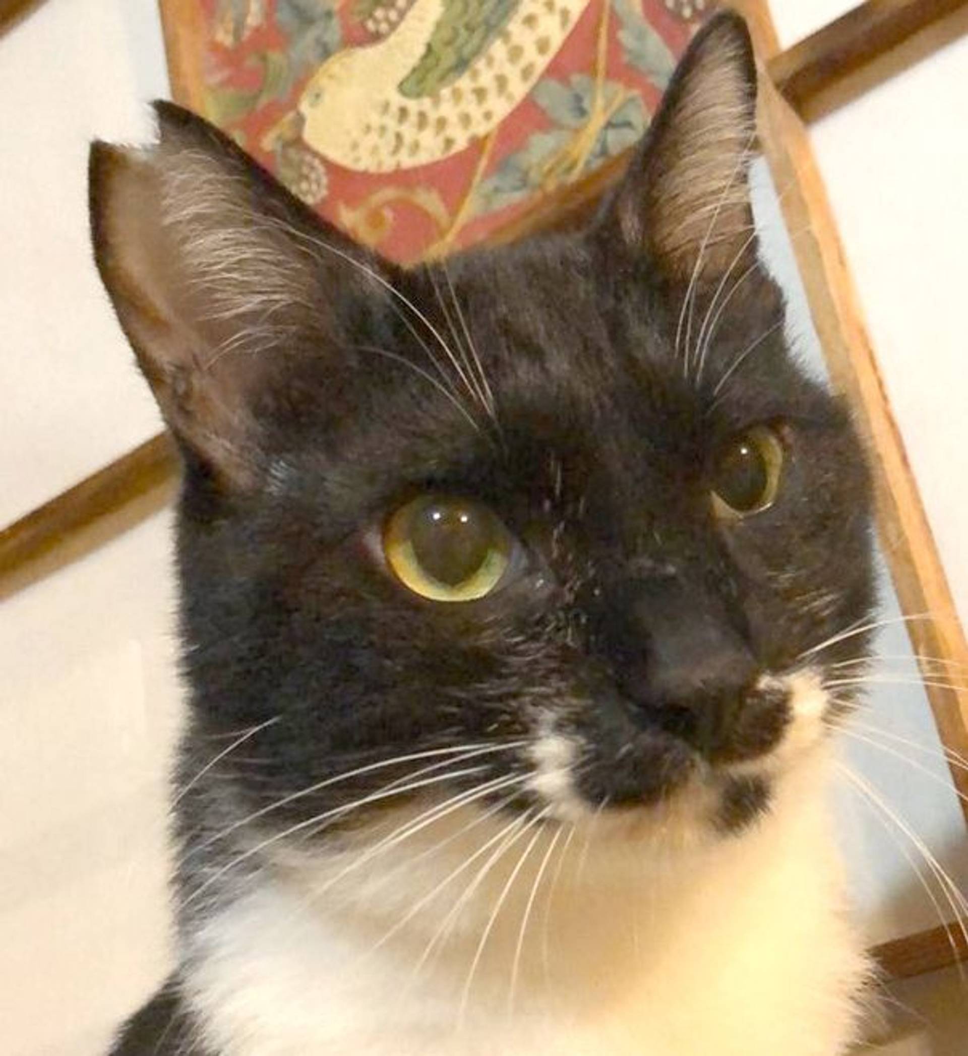 雑種（ミックス猫）・オスの里親募集の写真