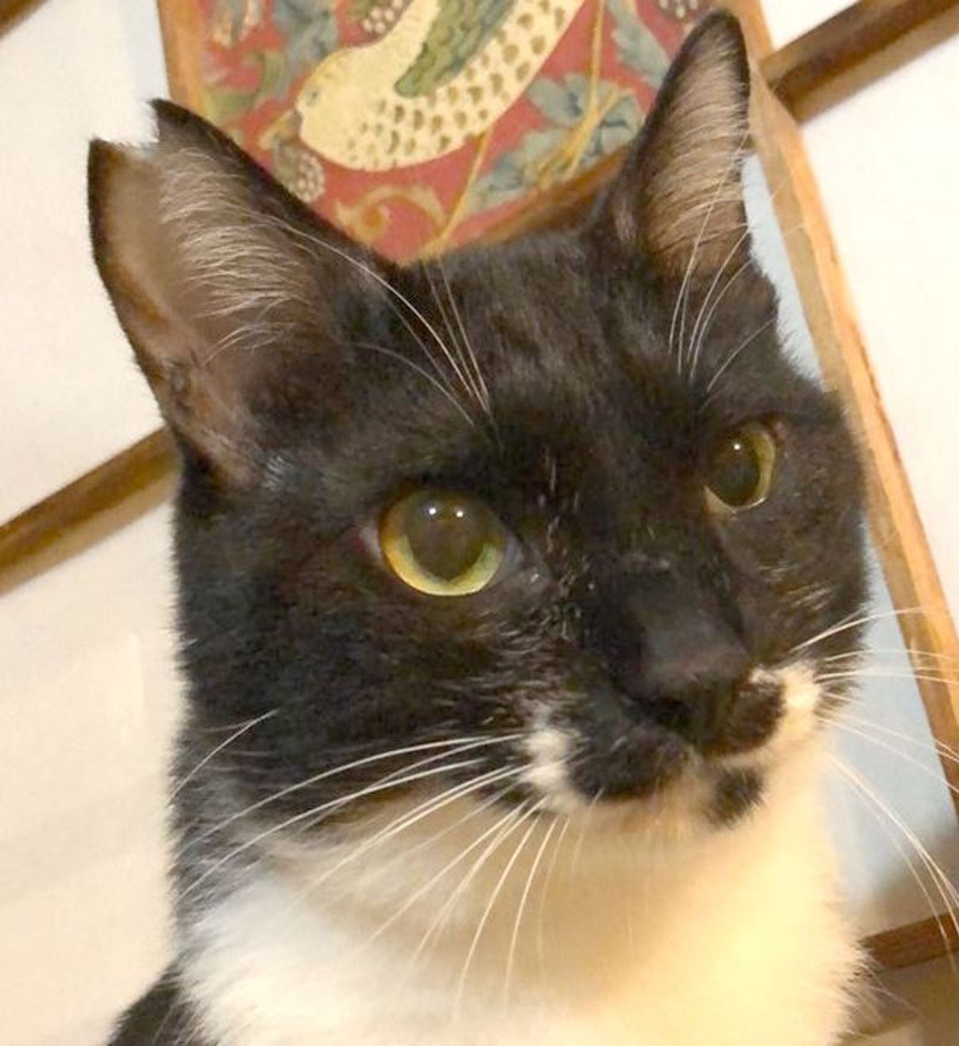 雑種（ミックス猫）・オスの里親募集の写真