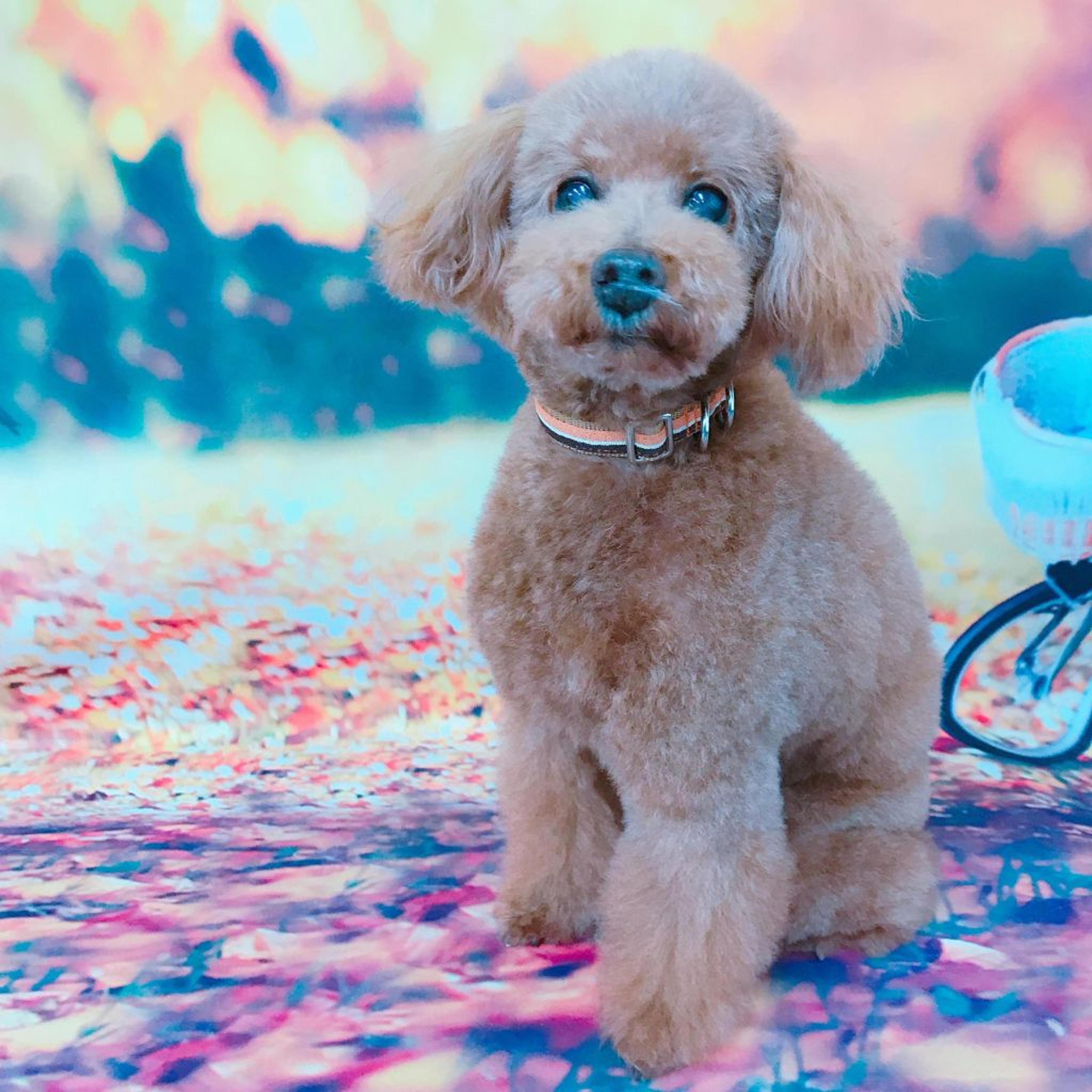 pet-image-2