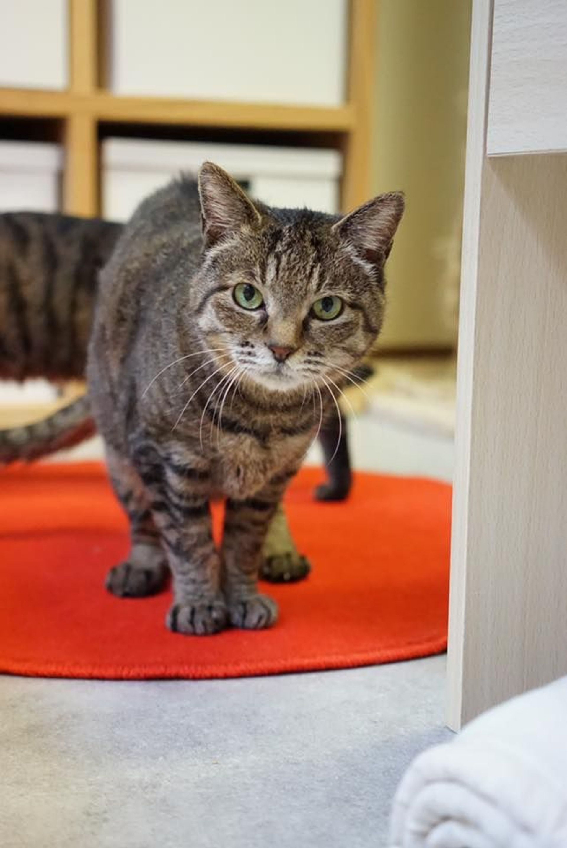 雑種（ミックス猫）・メスの里親募集の写真