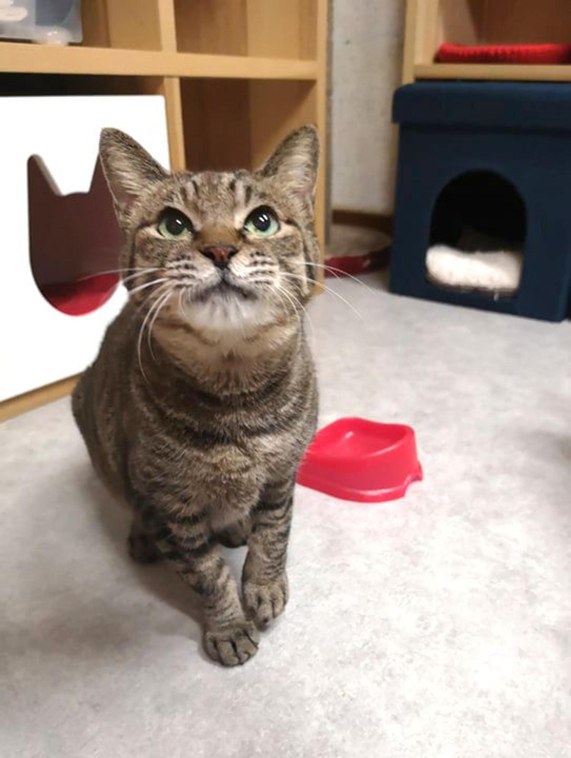 pet-image-3