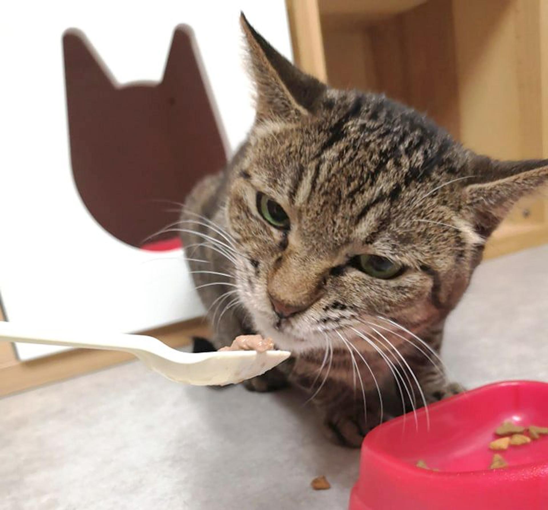 pet-image-4