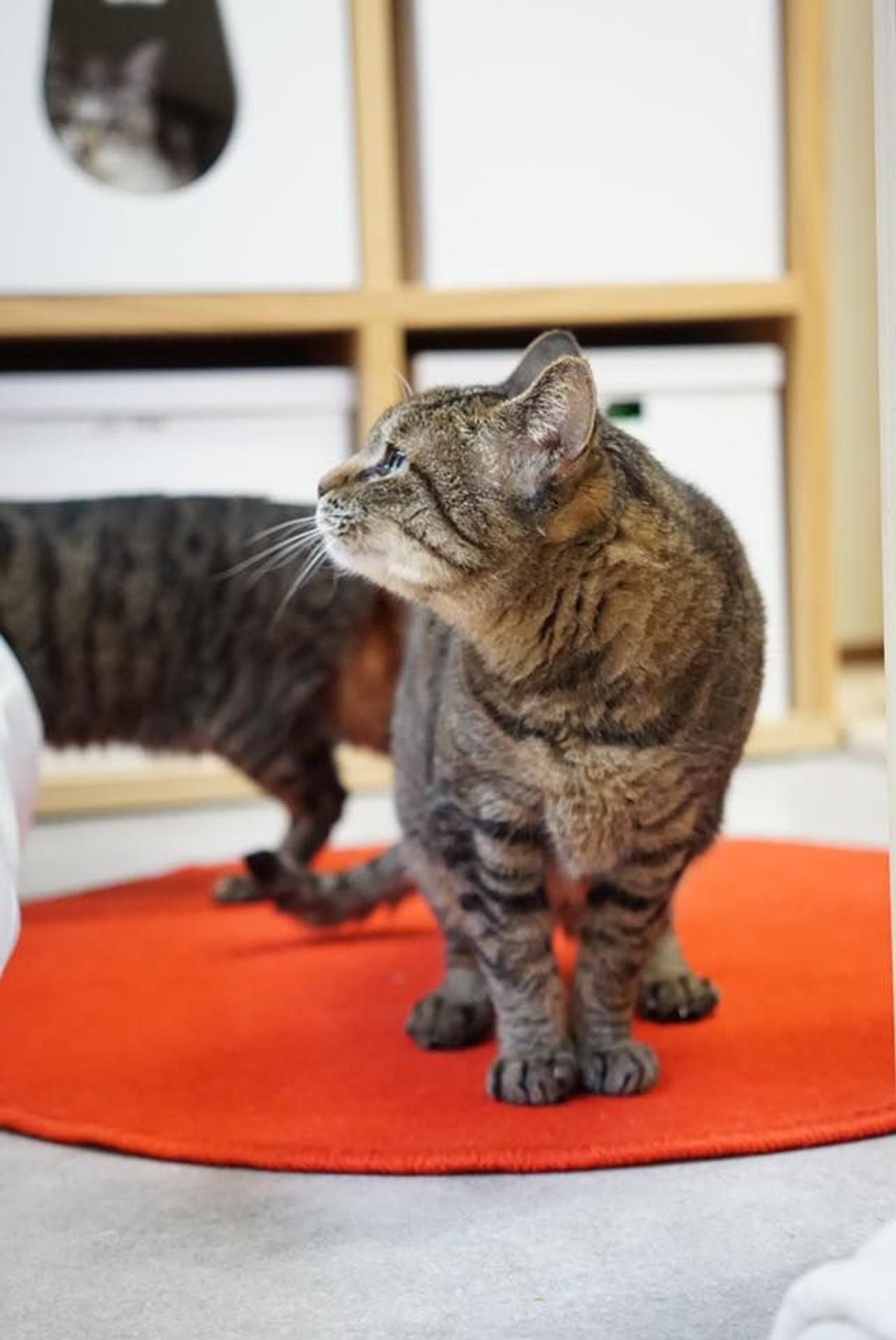 pet-image-5