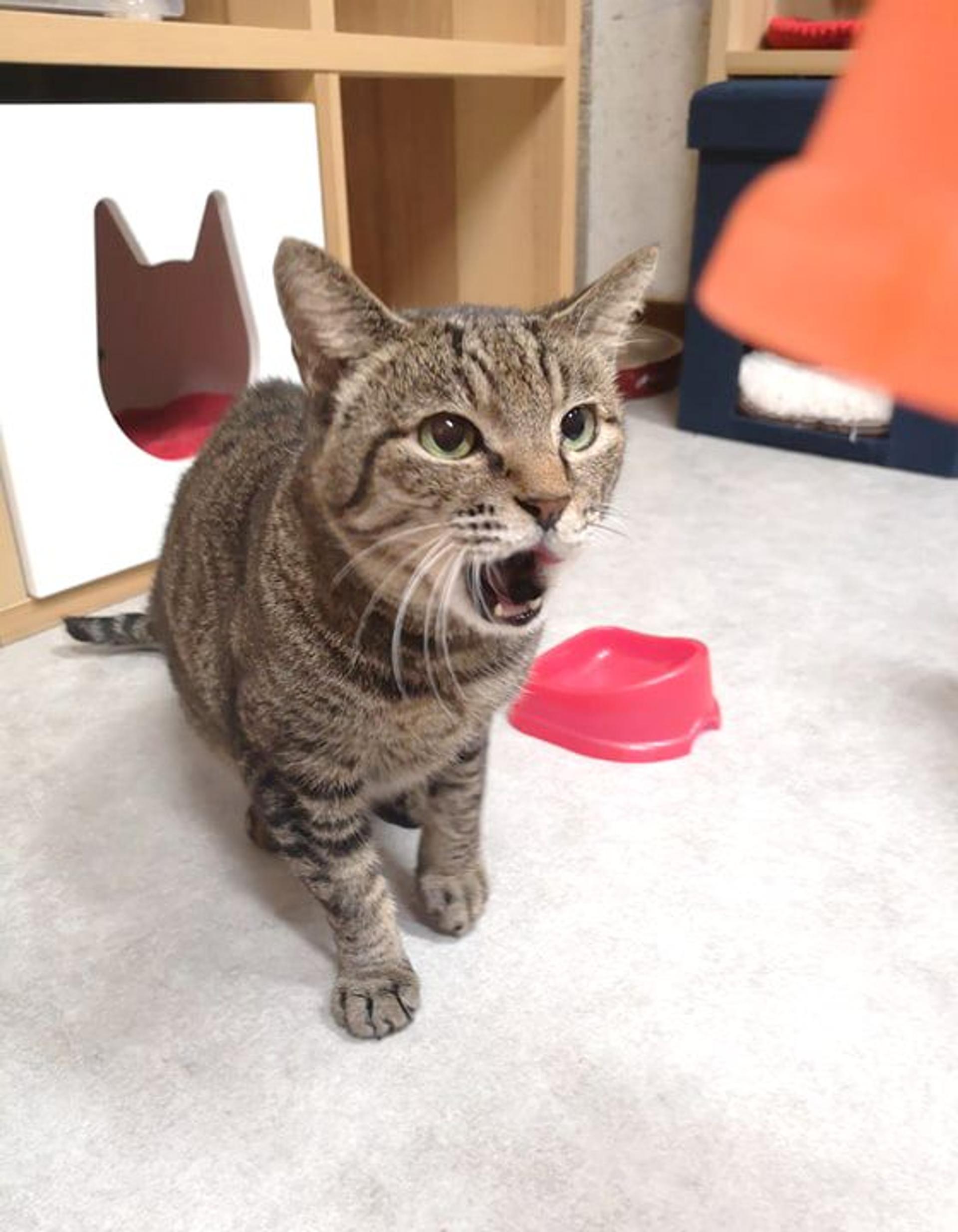 pet-image-6