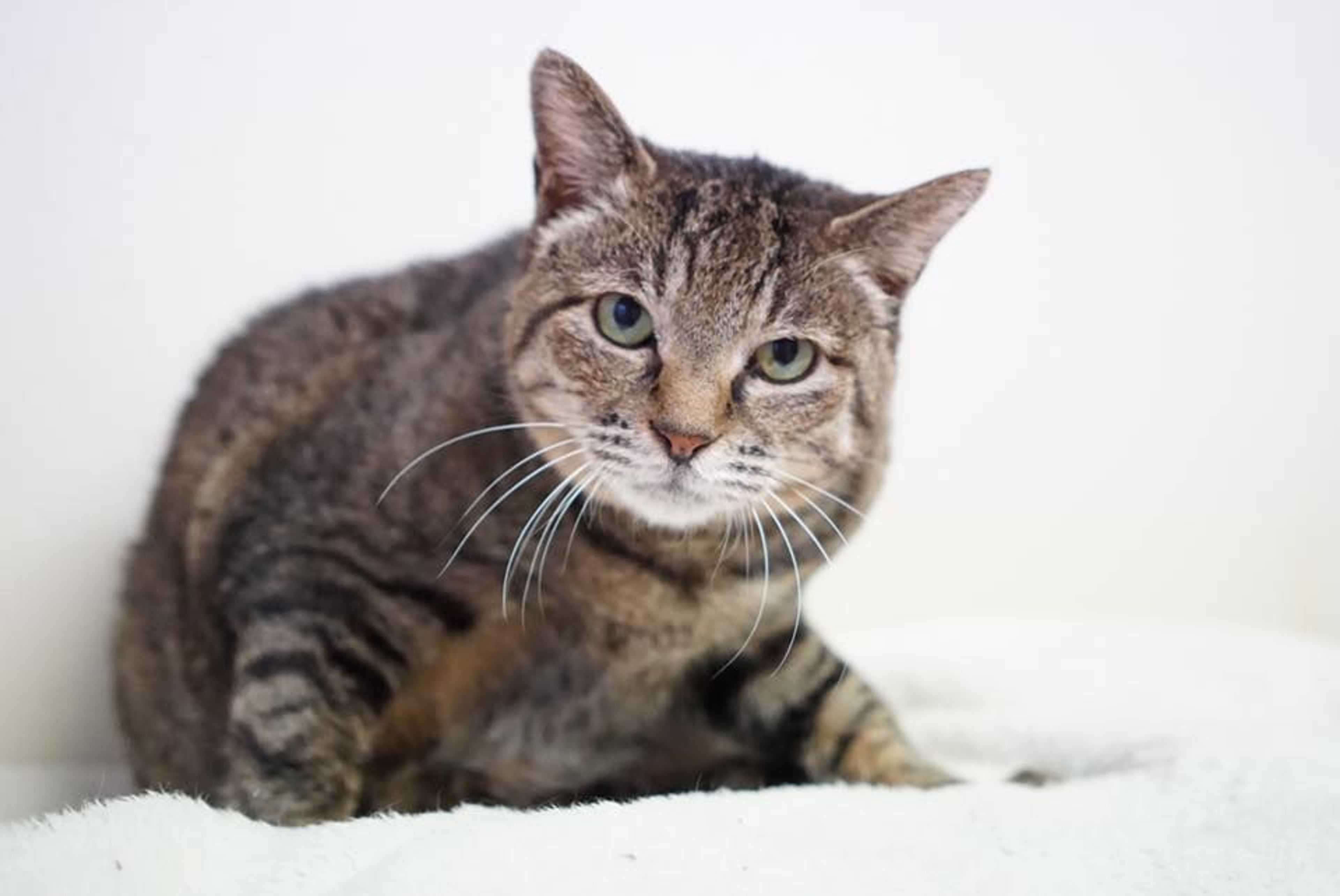 pet-image-7