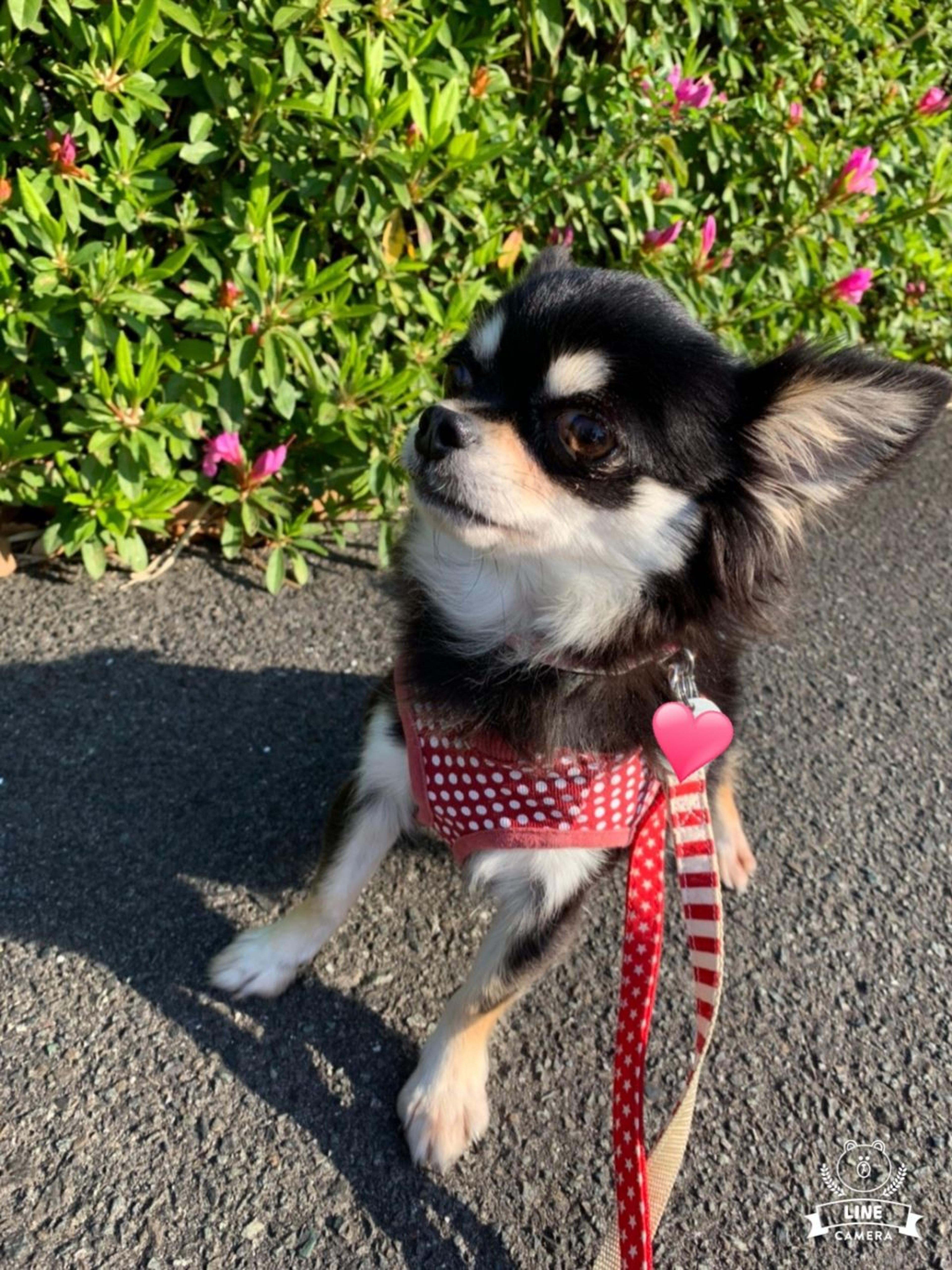 pet-image-2