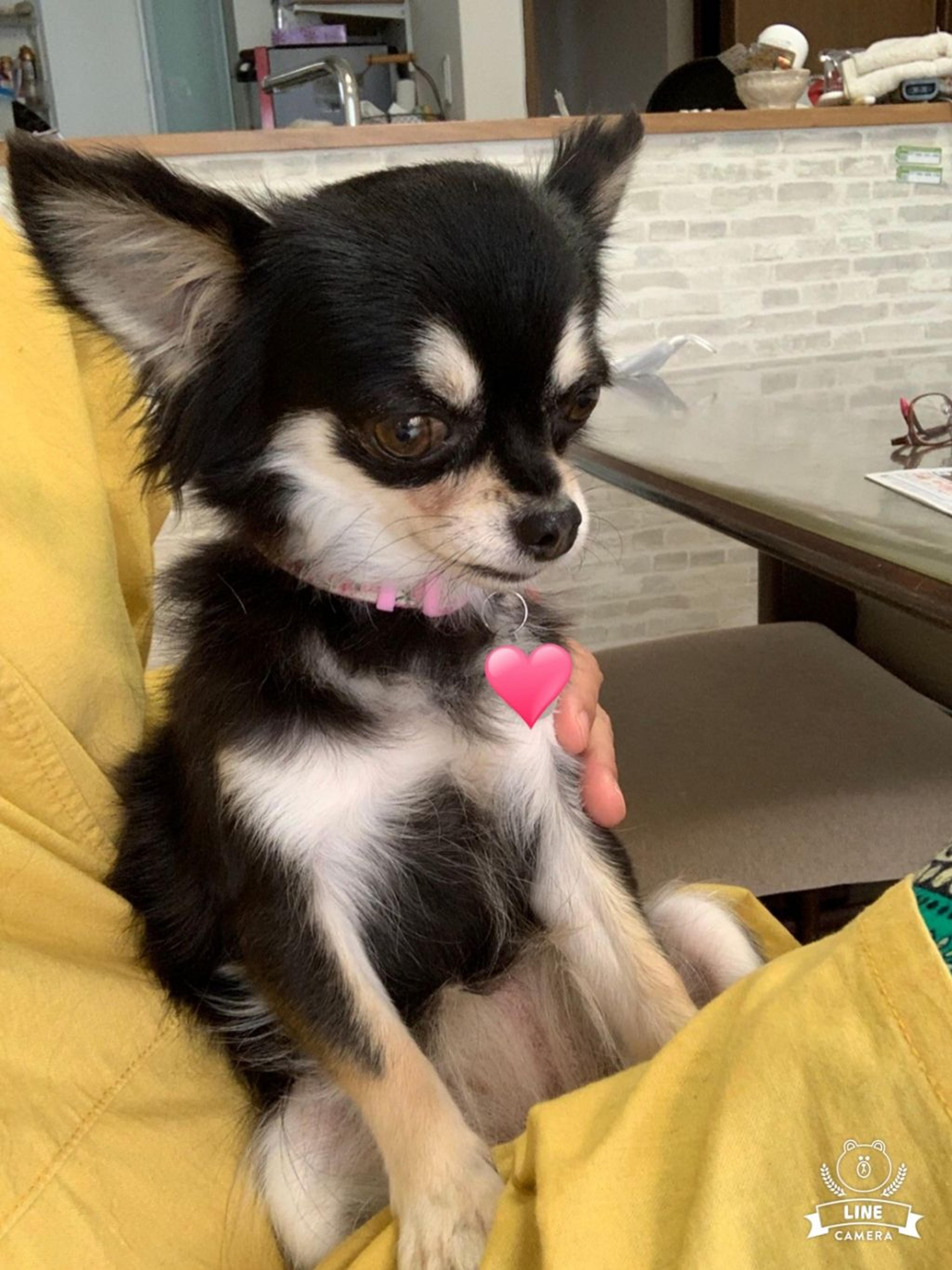 pet-image-3