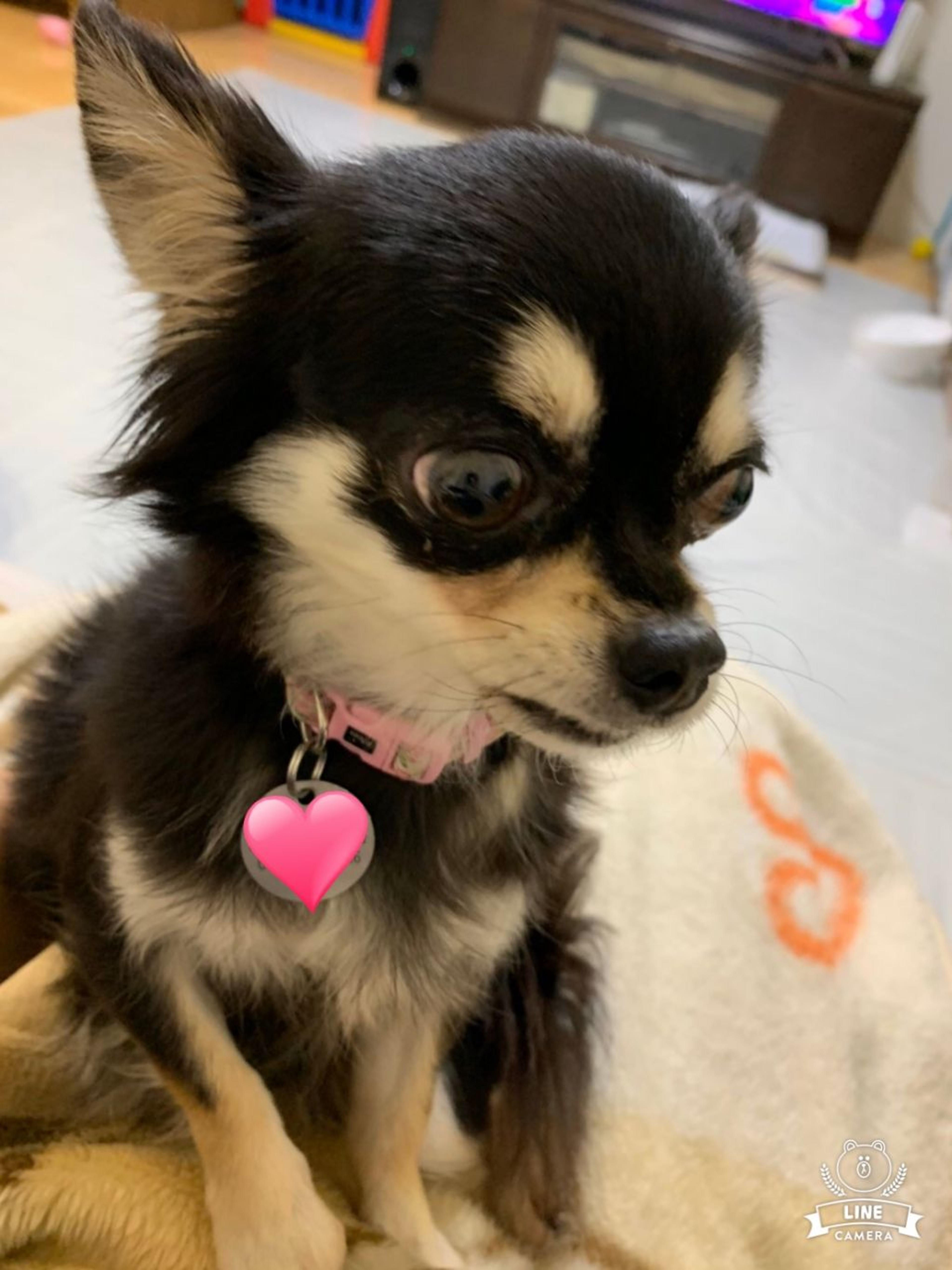pet-image-4