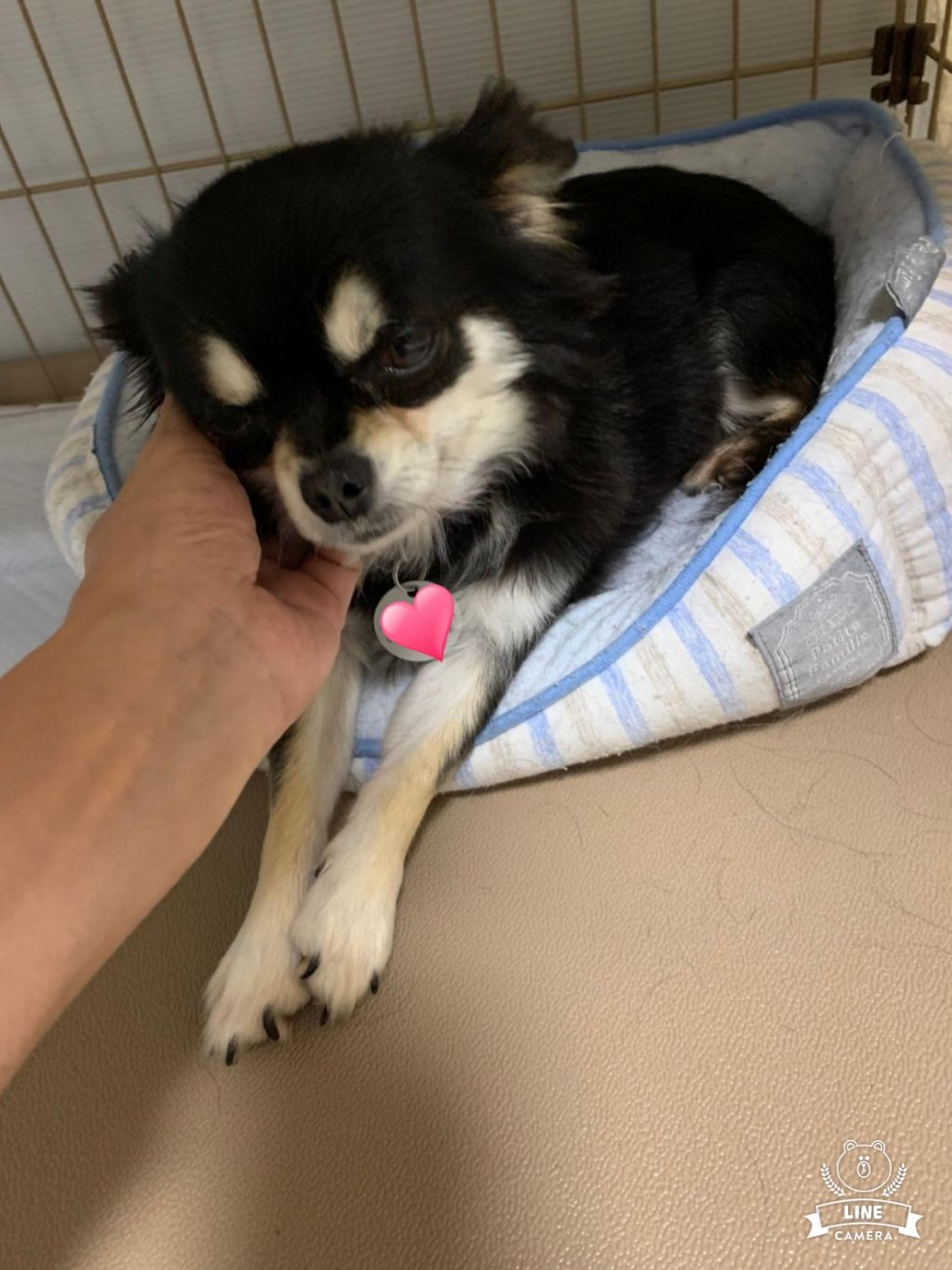pet-image-5