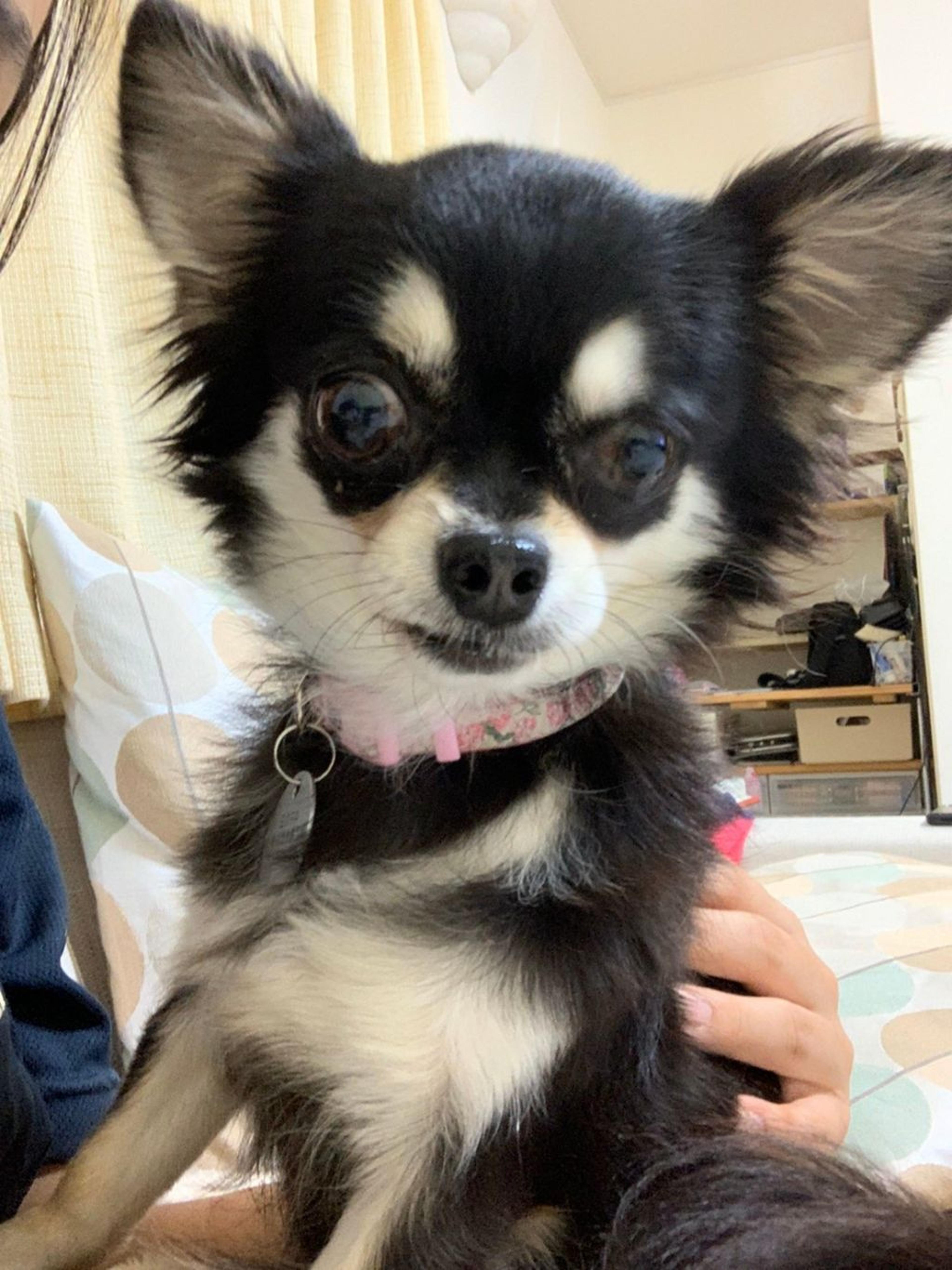 pet-image-8