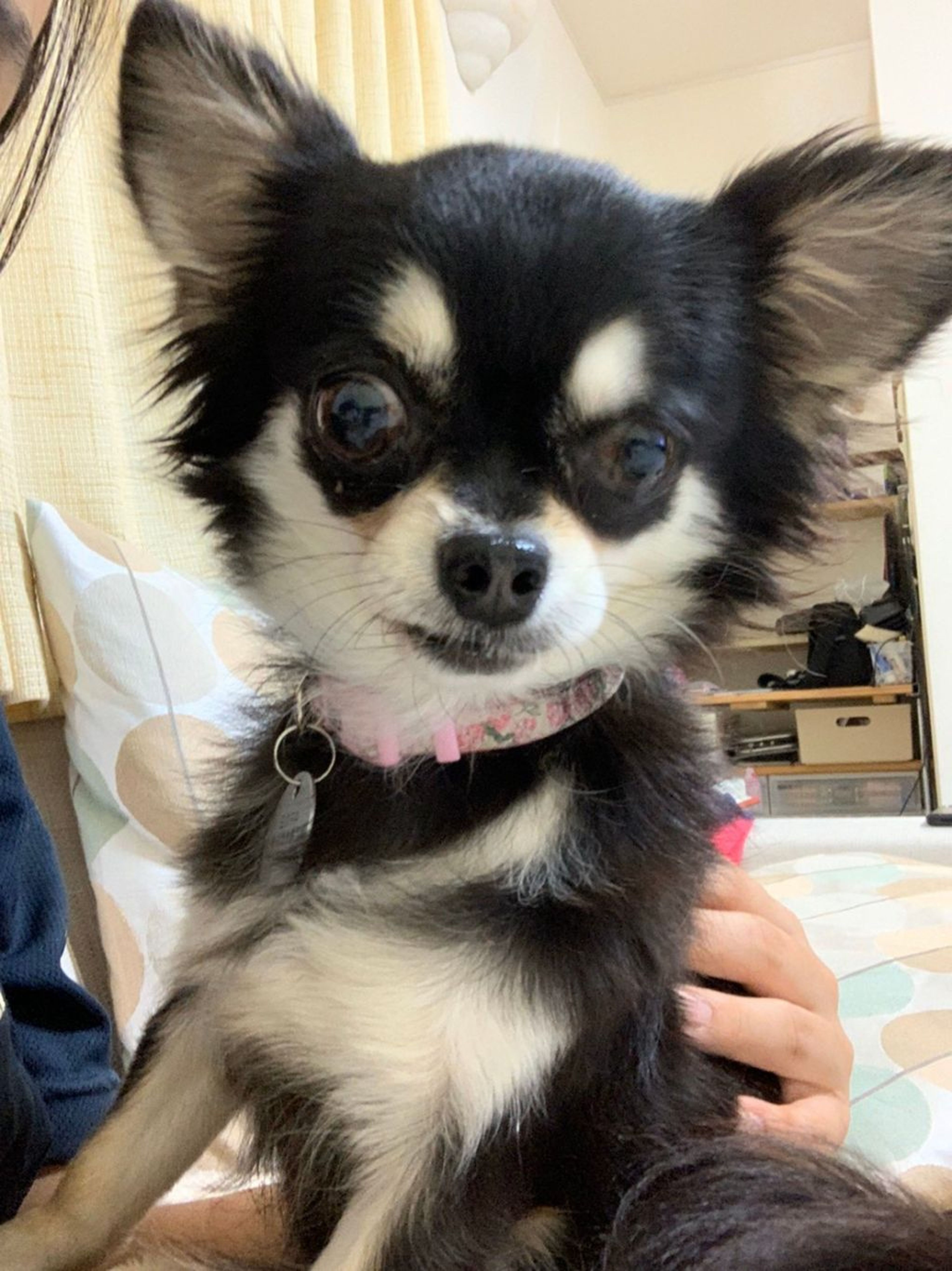 pet-image-8