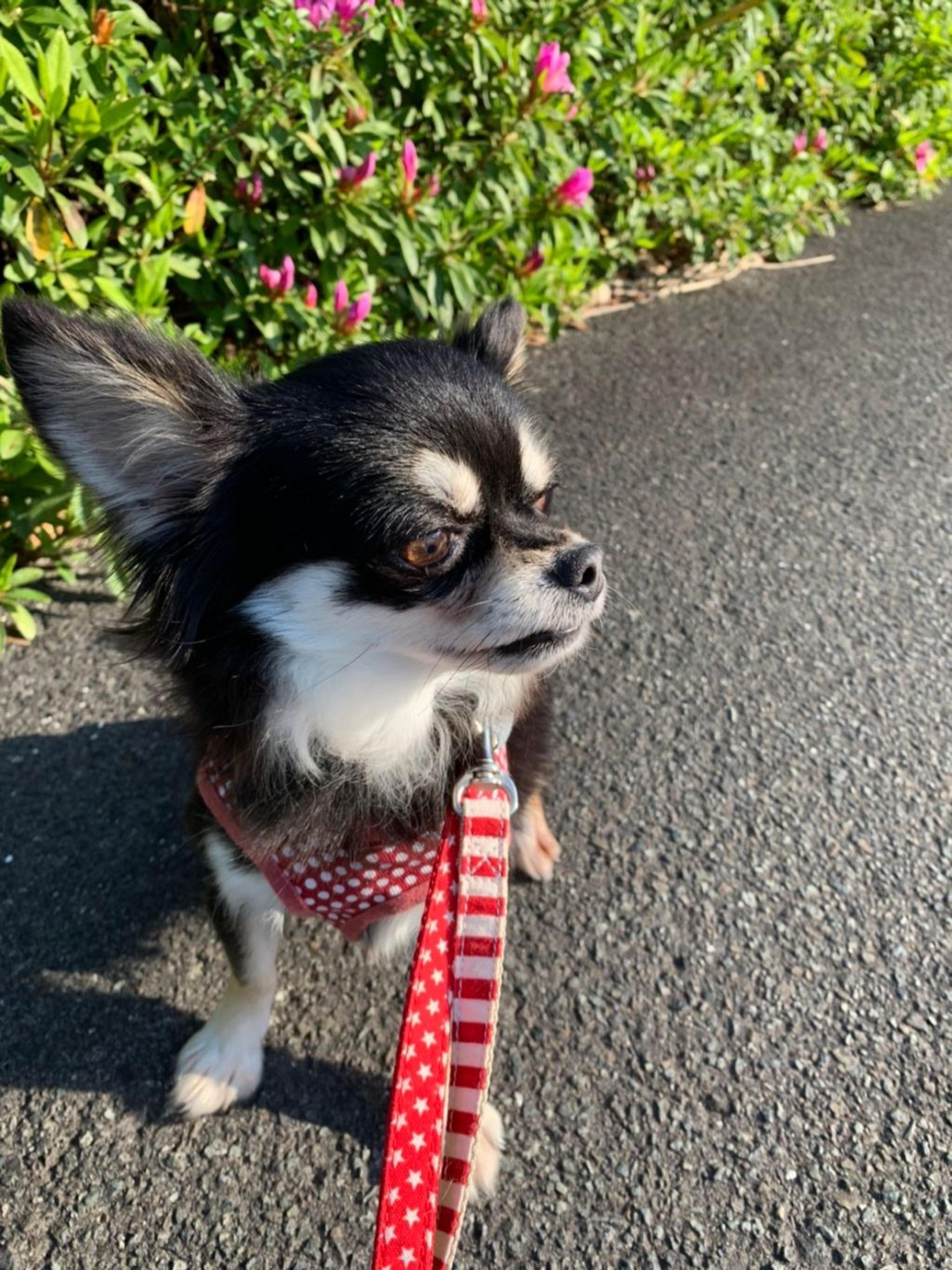 pet-image-9
