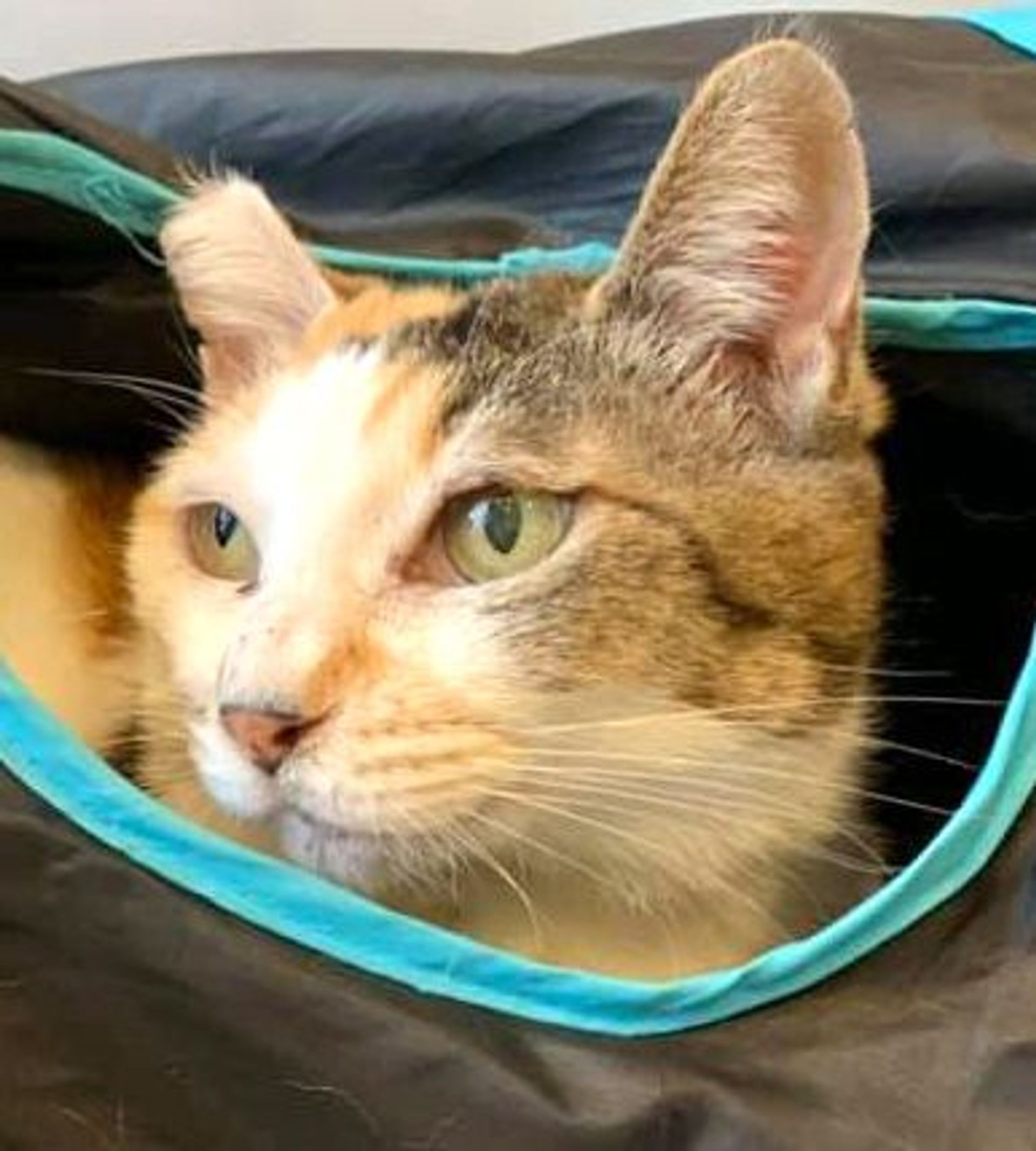 雑種（ミックス猫）・メスの里親募集の写真