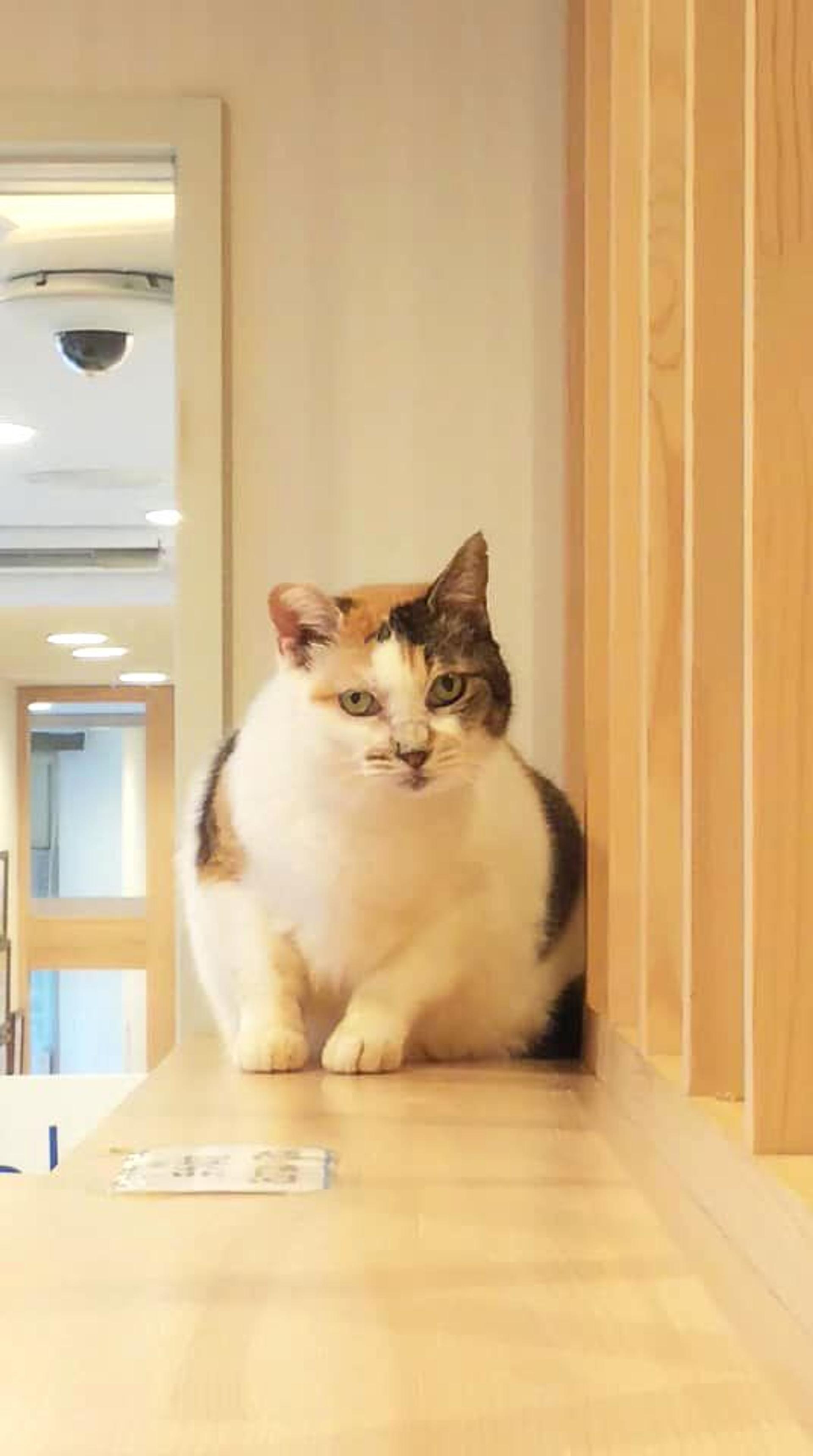 pet-image-6