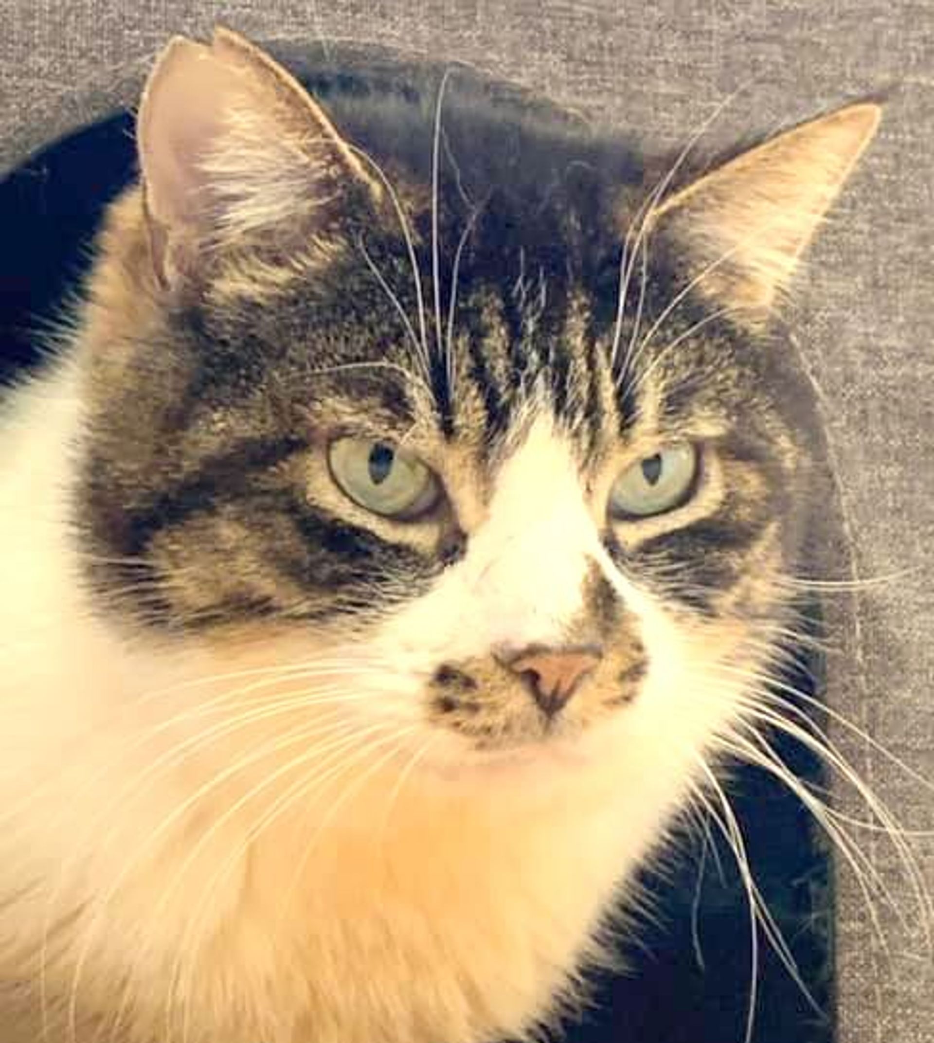 雑種（ミックス猫）・オスの里親募集の写真