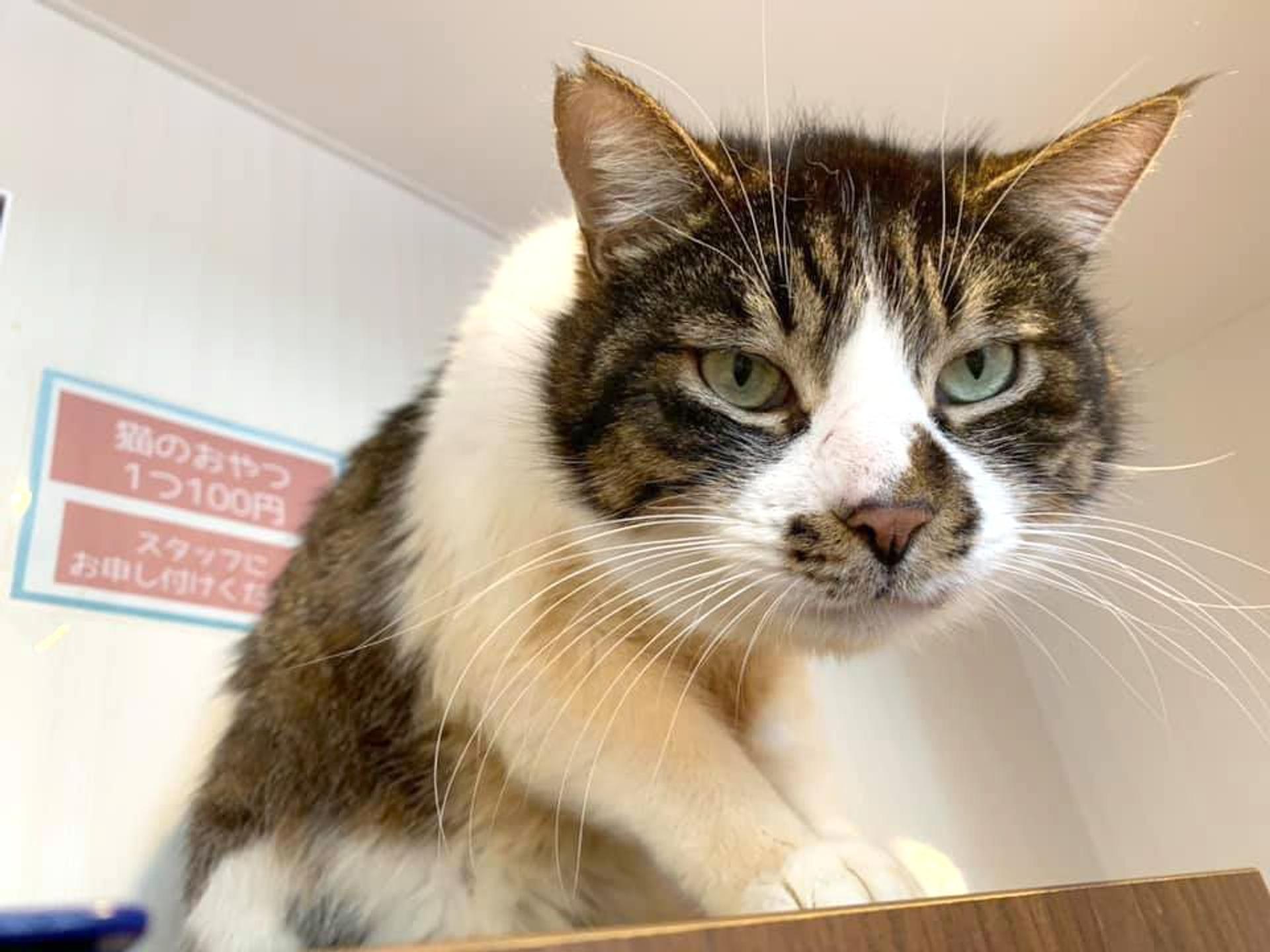 pet-image-7