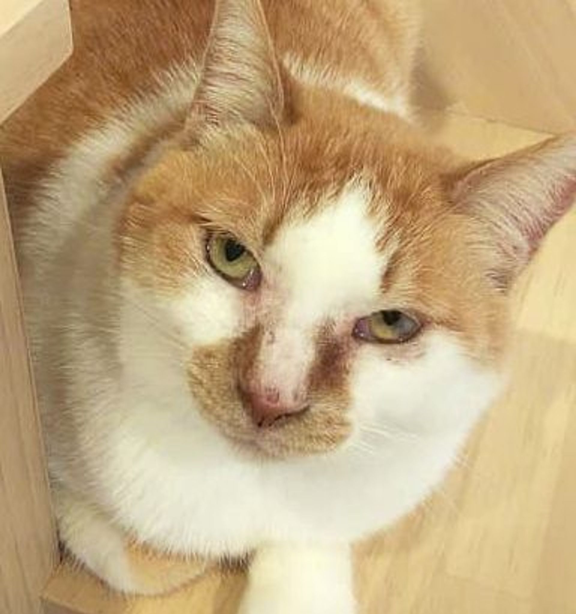 雑種（ミックス猫）・メスの里親募集の写真