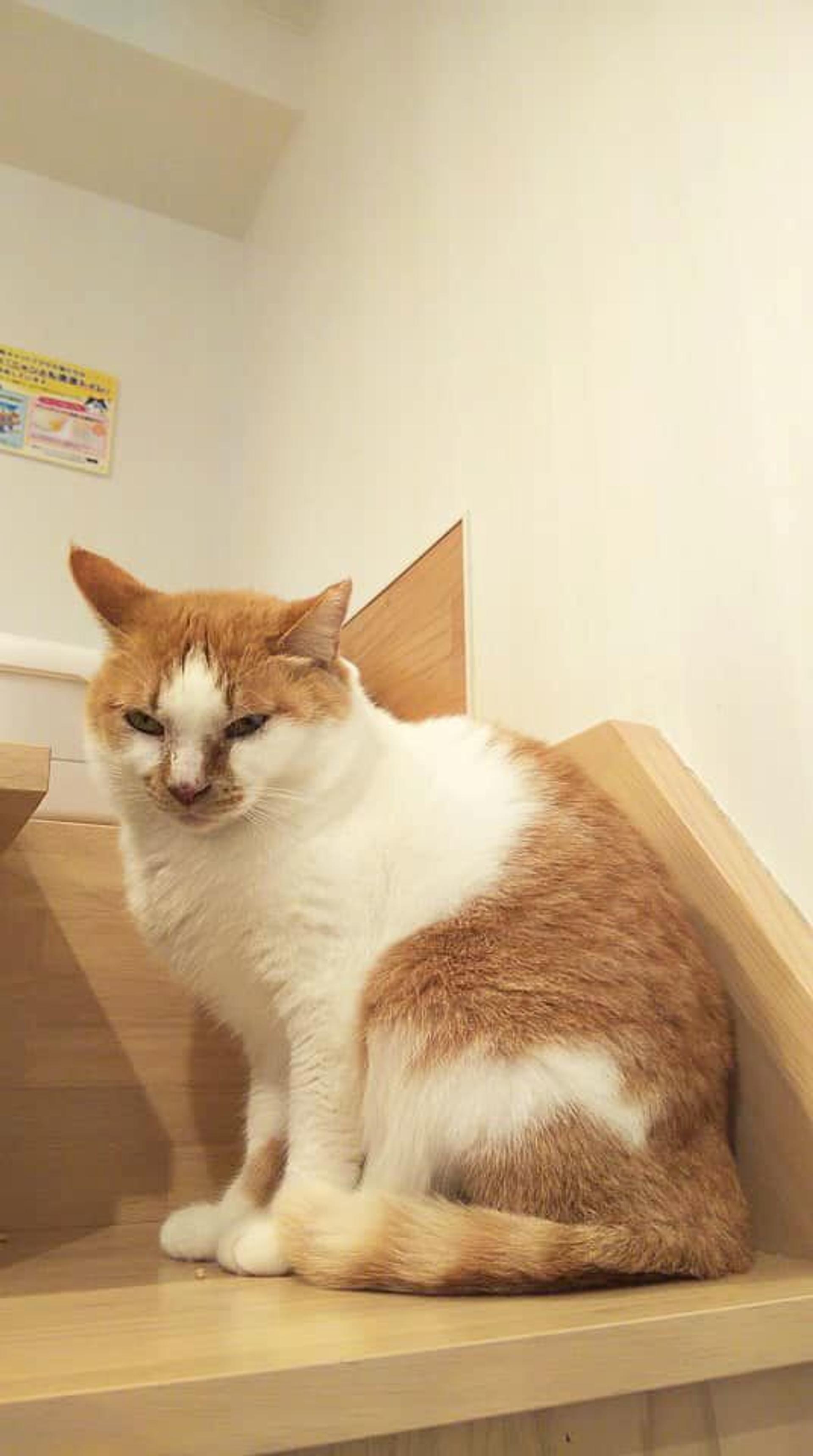 pet-image-5