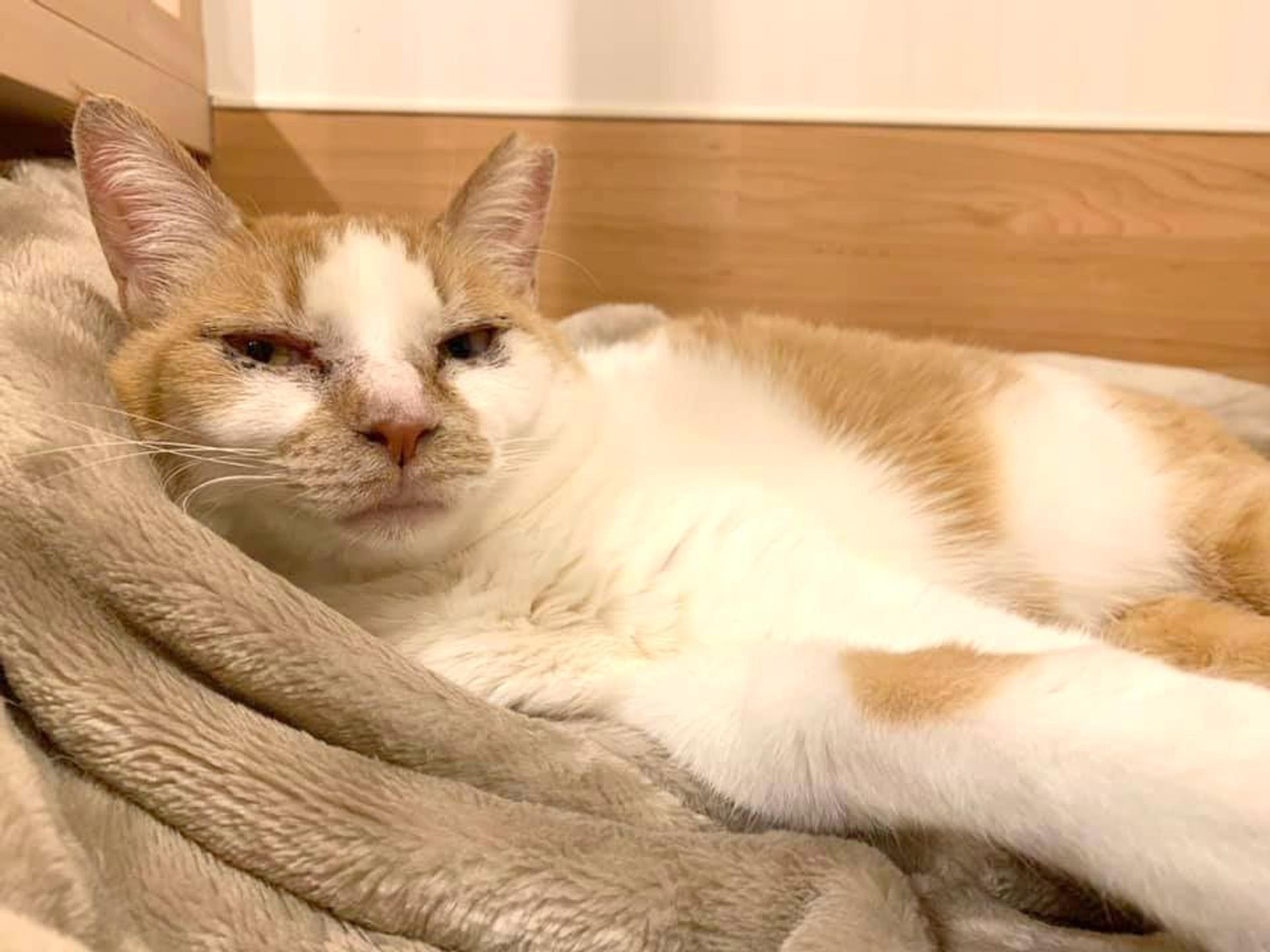 pet-image-6