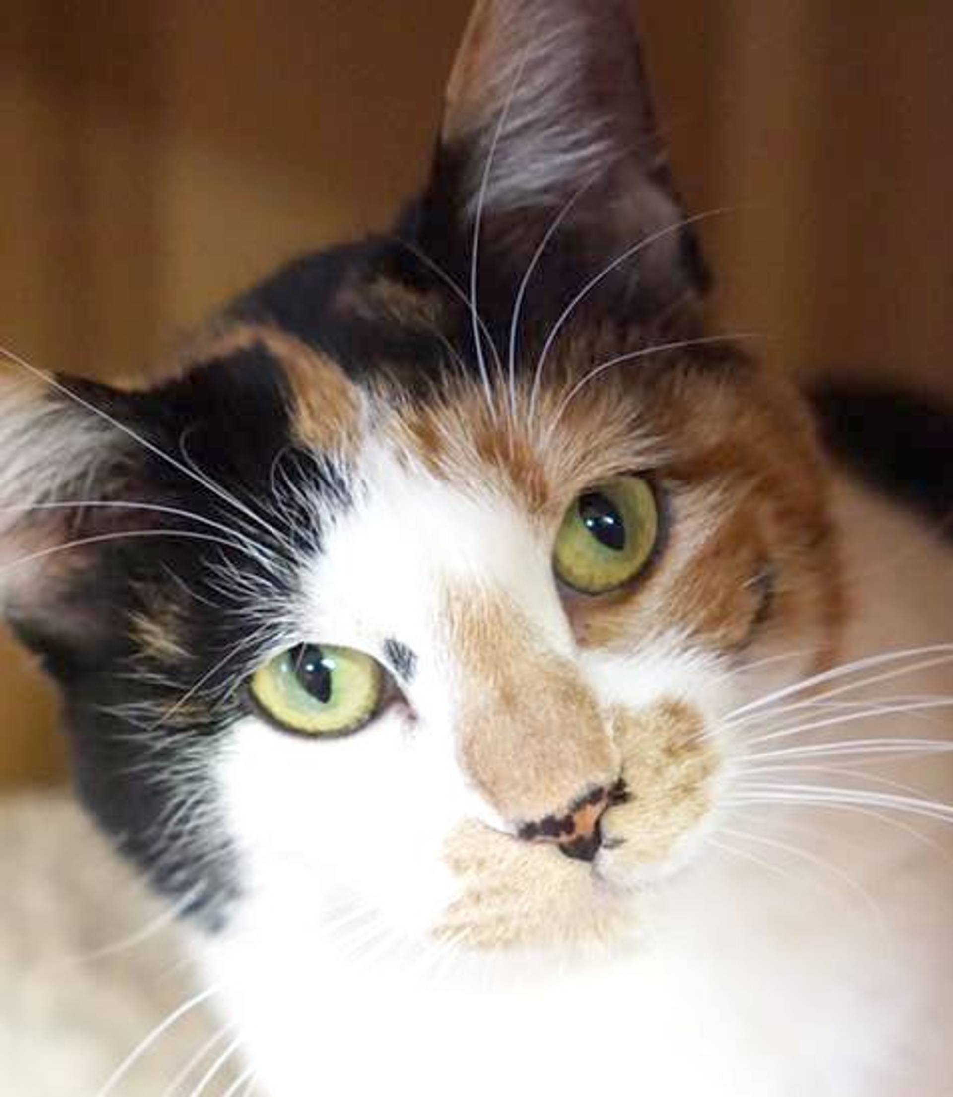 雑種（ミックス猫）・メスの里親募集の写真