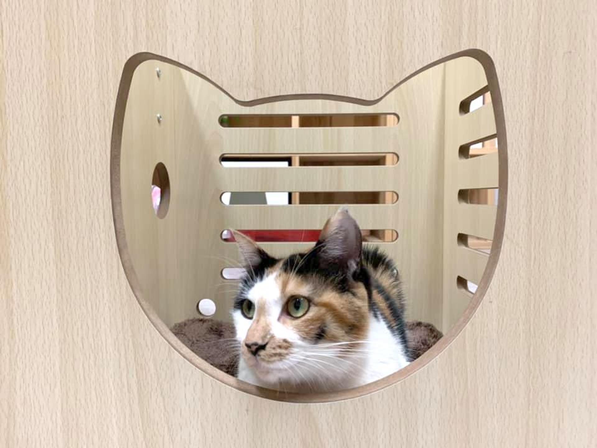 pet-image-4