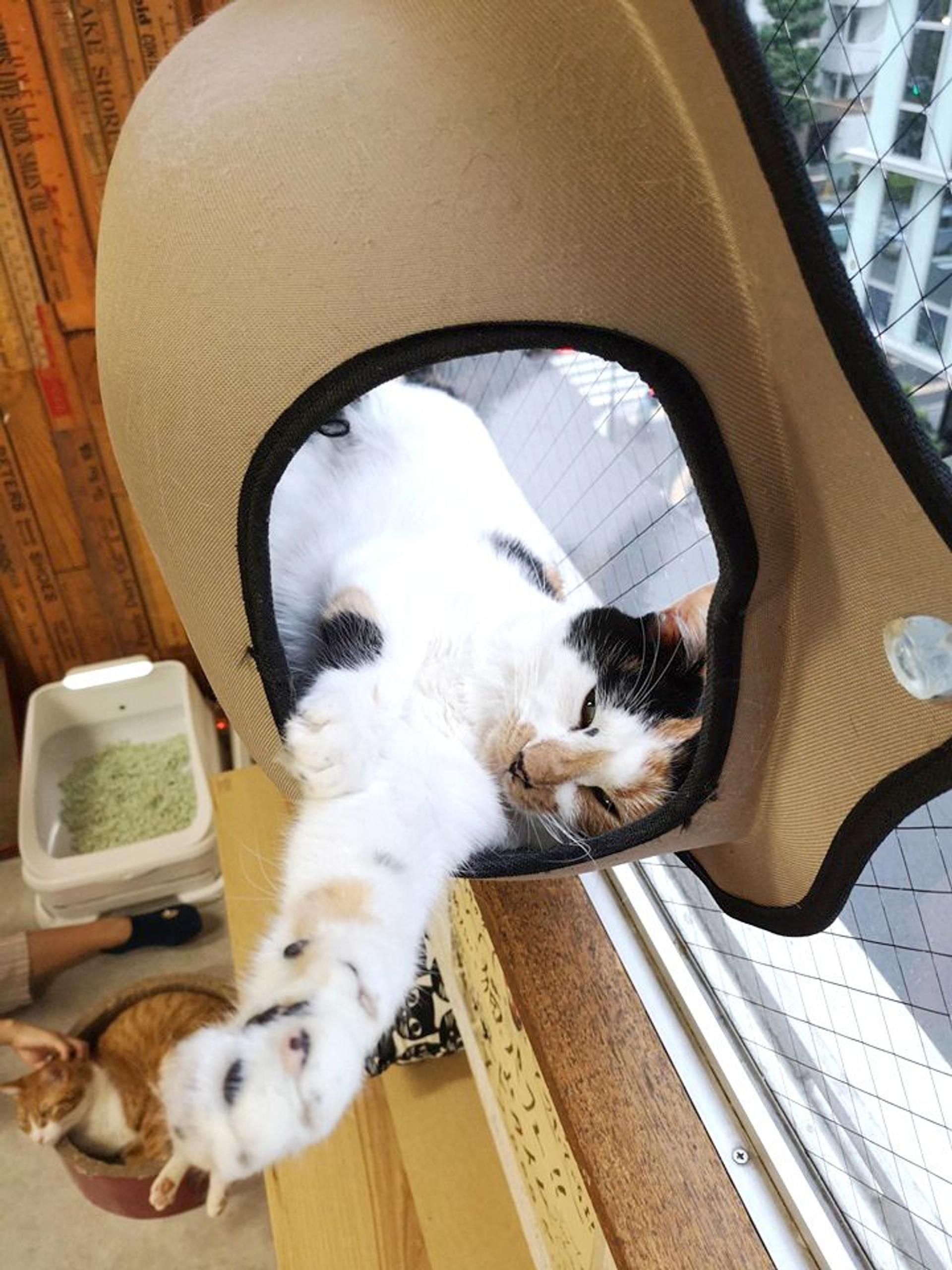 pet-image-9
