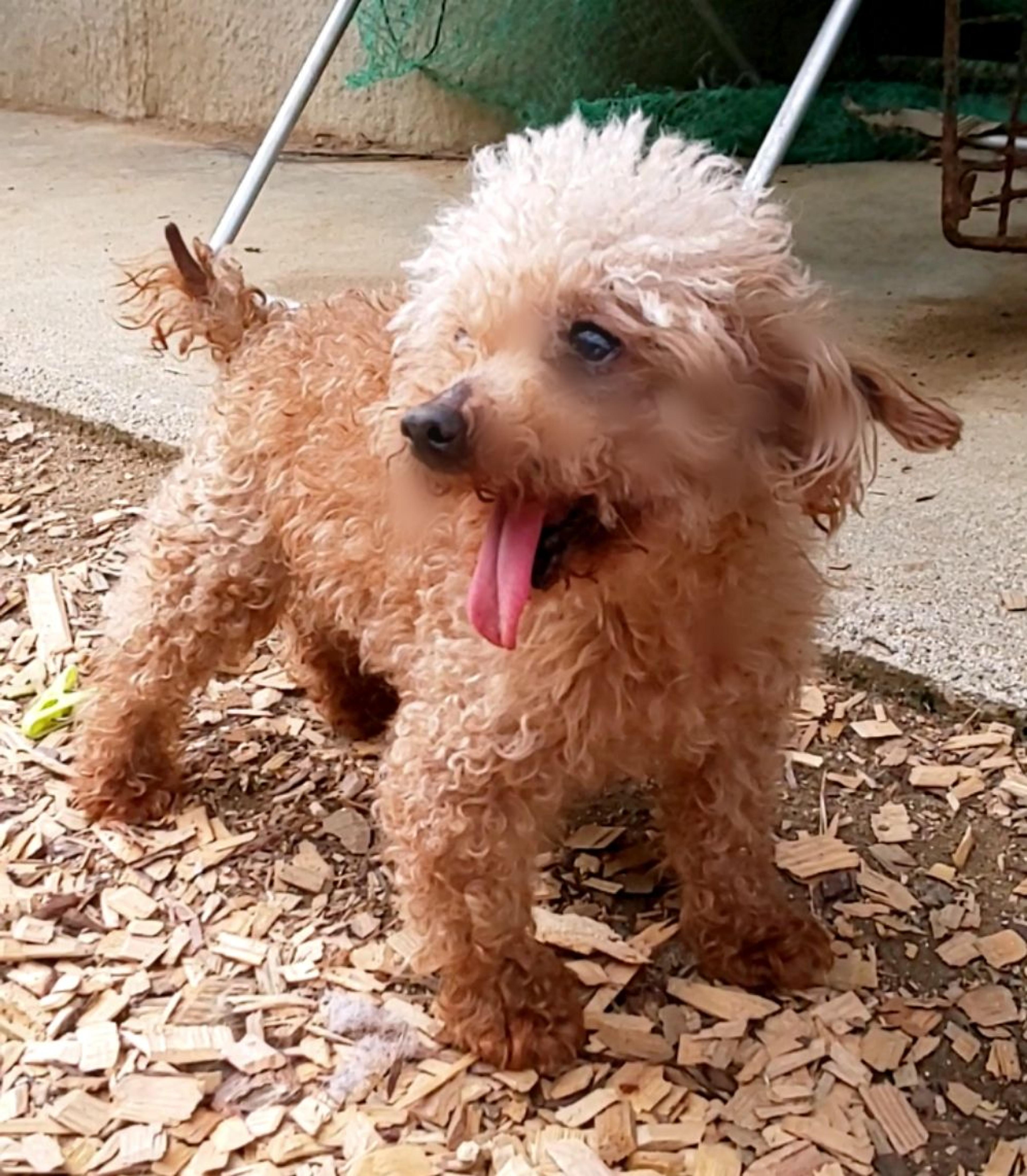 pet-image-2